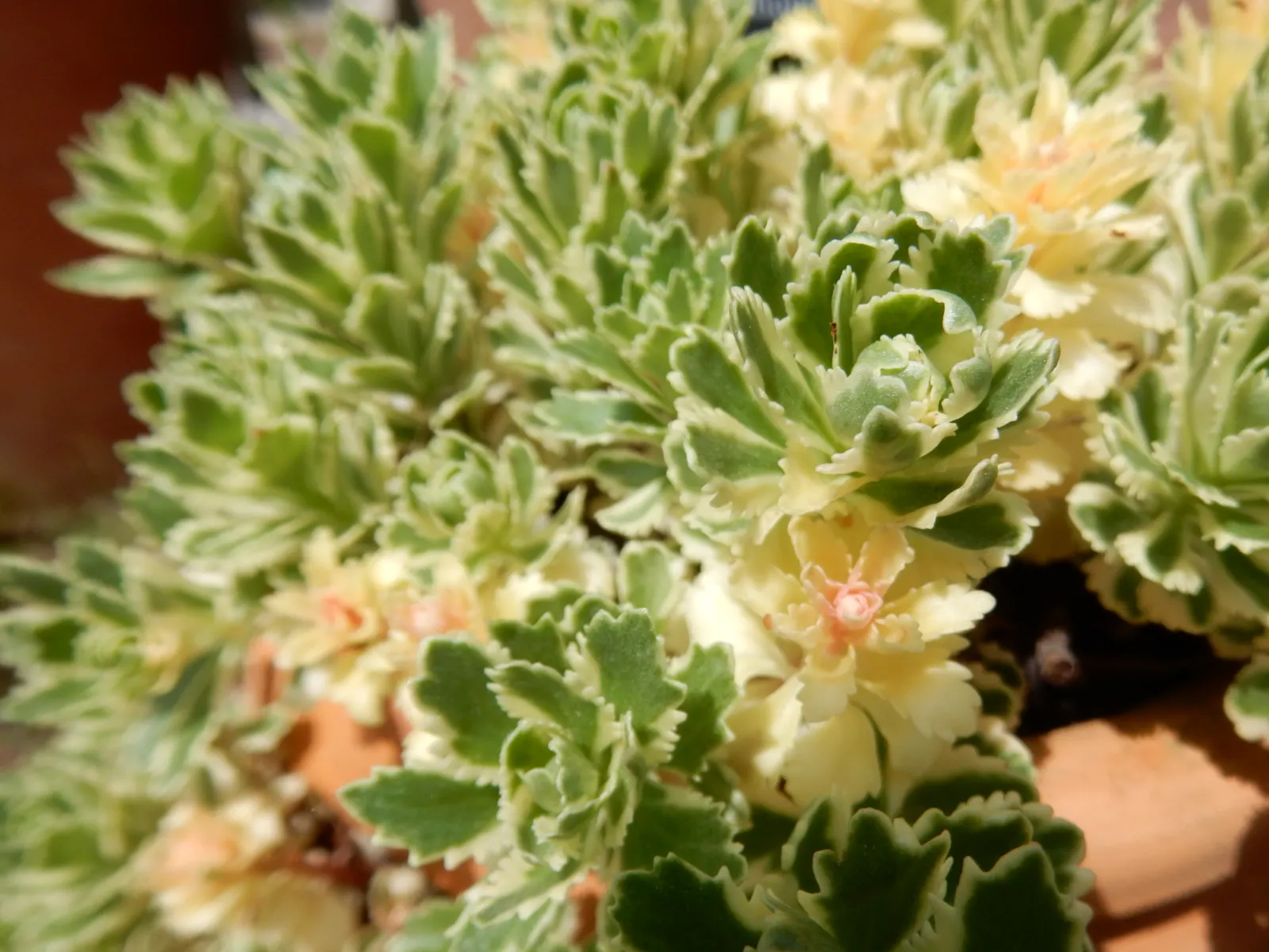 Orange Stonecrop (Sedum Nussbaumerianum) — This evergreen perennial is part of the Crassulaceae family and is native to Mexico; which intensify in hue when