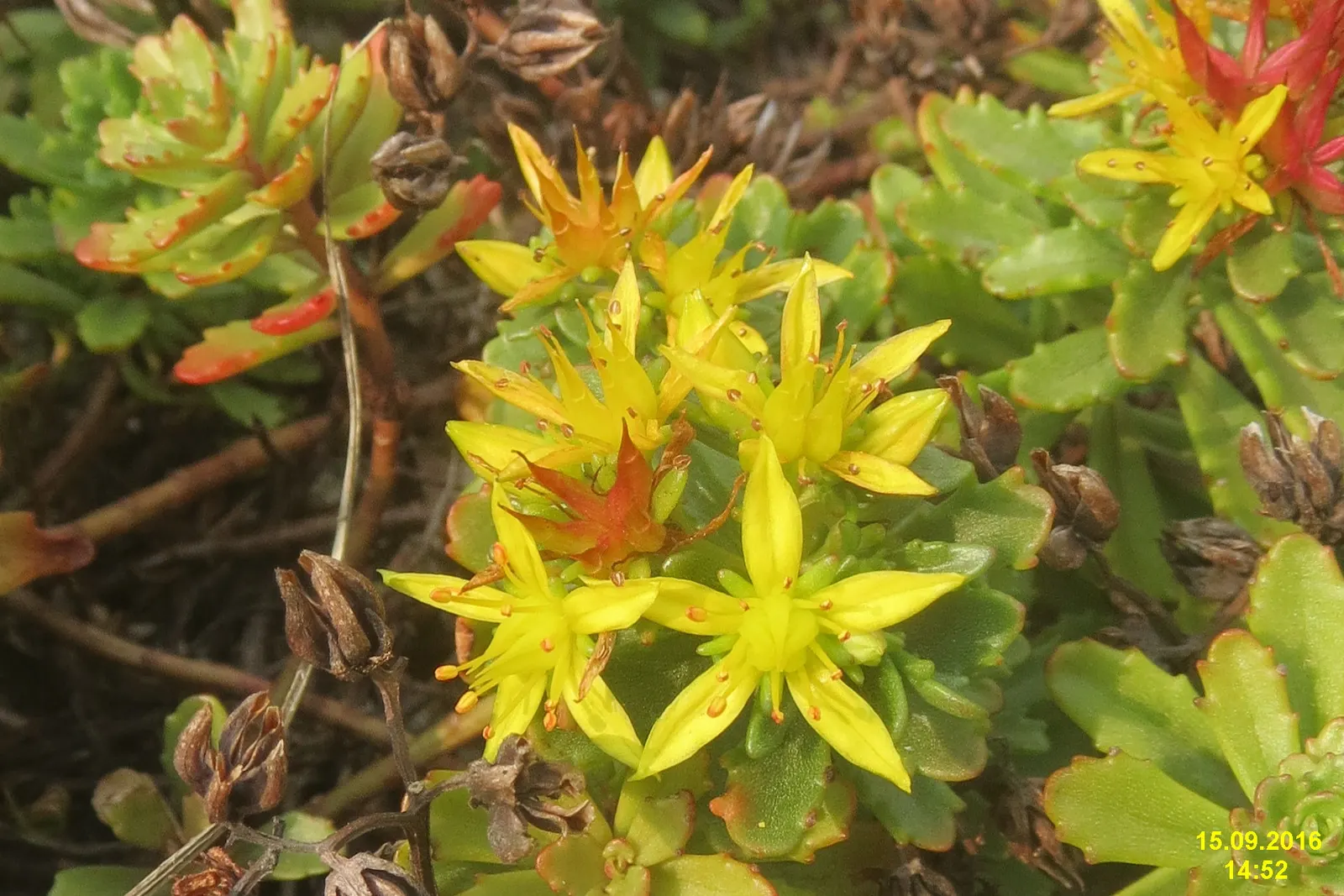 Orange Stonecrop (Sedum Nussbaumerianum) — position it amongst other succulents with contrasting forms and colors to create a dynamic visual, image 67
