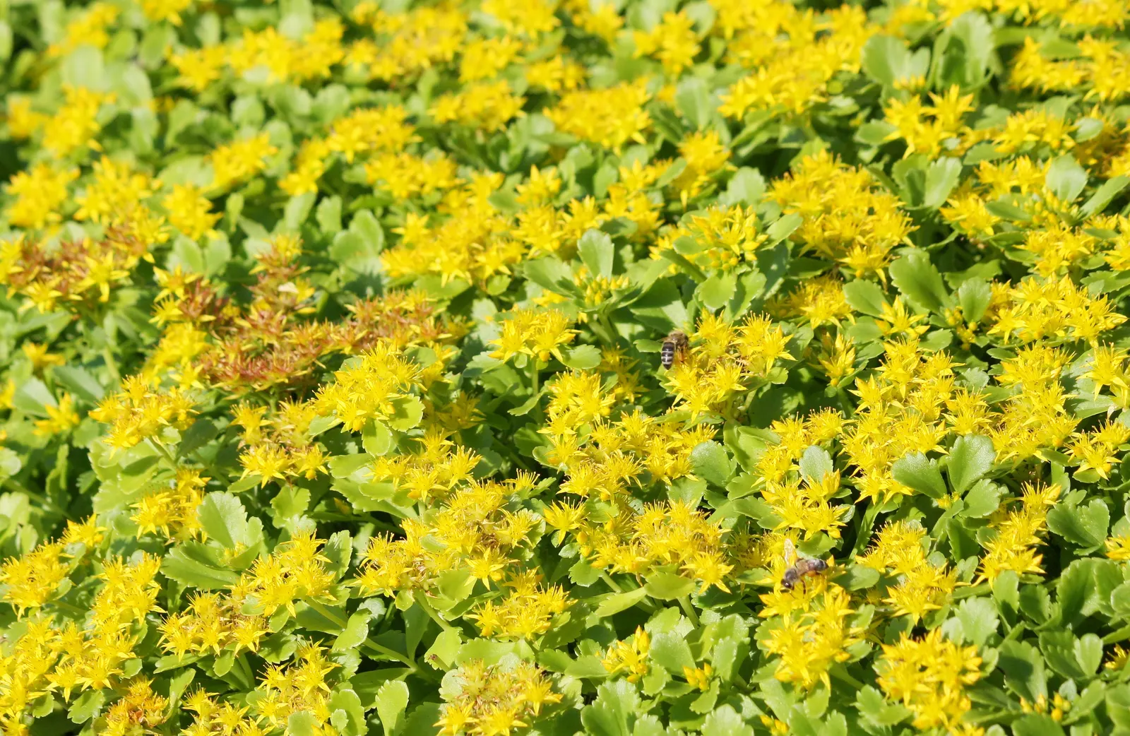 Orange Stonecrop (Sedum Nussbaumerianum) — allowing it to form attractive clumps