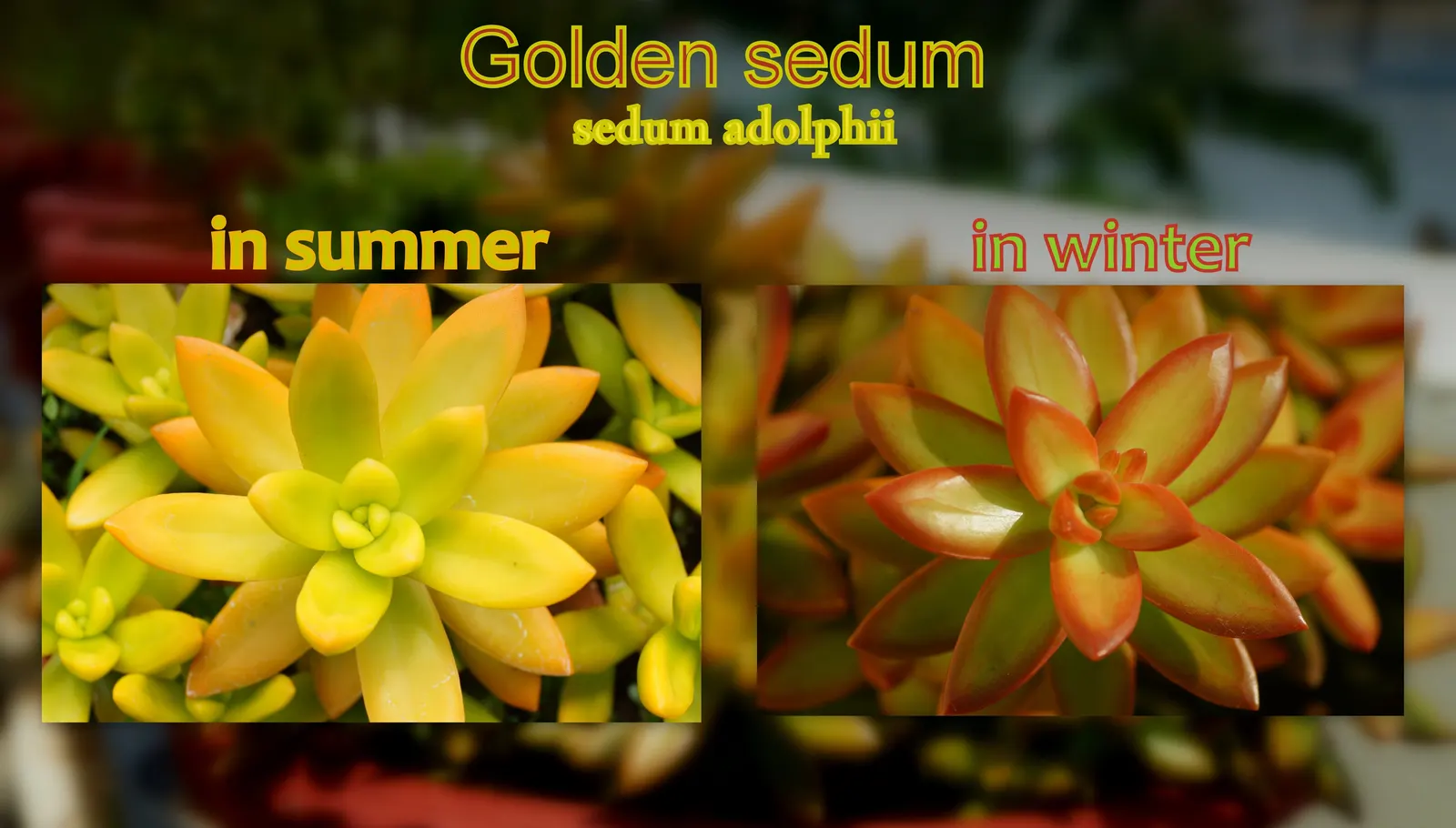 Orange Stonecrop (Sedum Nussbaumerianum) — transitioning from green to bright orange; sedum nussbaumerianum is hardy in USDA zones 9 to 11 and does well in