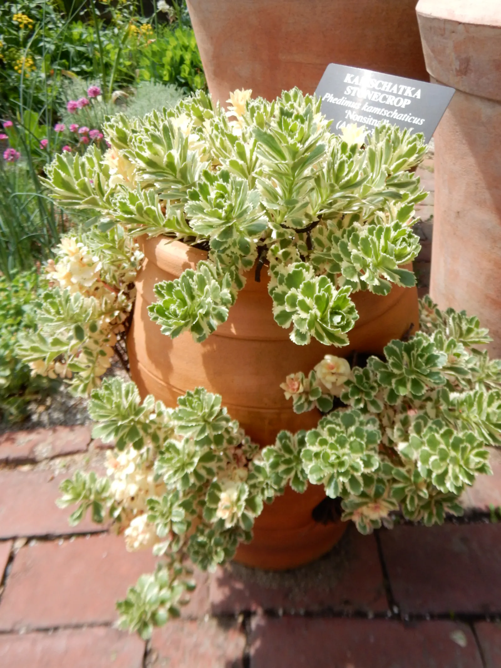 Orange Stonecrop (Sedum Nussbaumerianum) — It is also valuable for its ability to attract pollinators such as bees and butterflies; it is excellent for