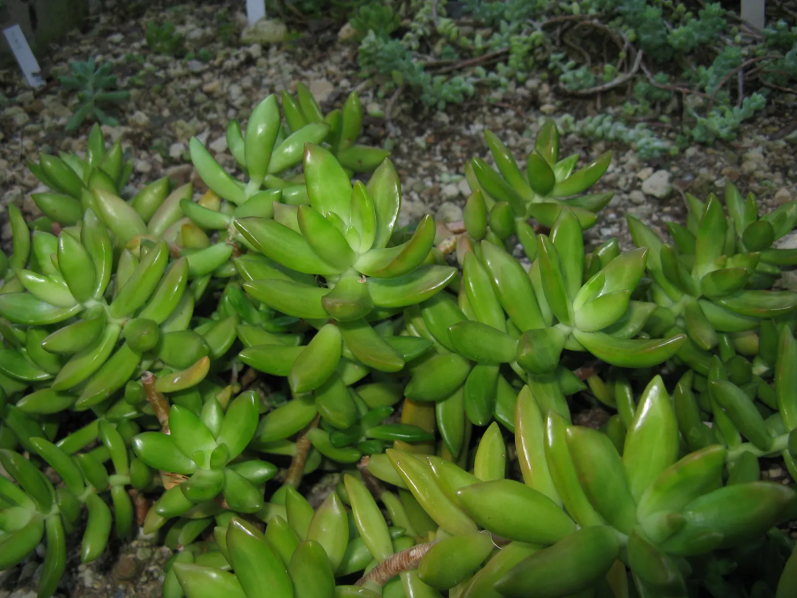 Orange Stonecrop (Sedum Nussbaumerianum) — evergreen perennial succulent; pointed leaves are arranged in rosettes