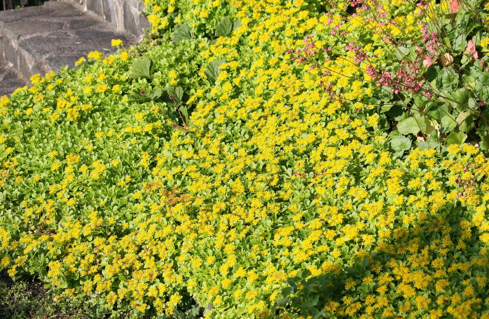 Orange Stonecrop (Sedum Nussbaumerianum) — ground cover / succulent for full or half; thus promoting biodiversity within the garden