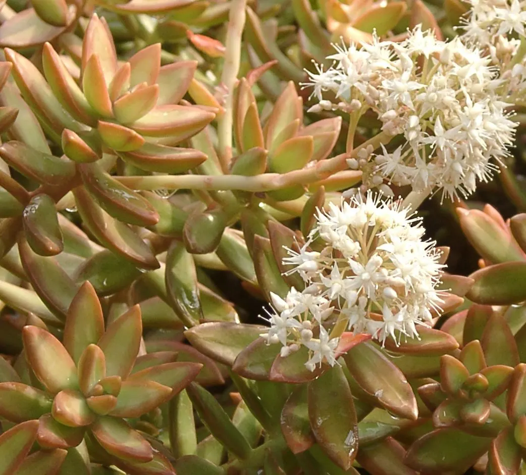 Orange Stonecrop (Sedum Nussbaumerianum) — ground cover / succulent with red and yellow blooms
