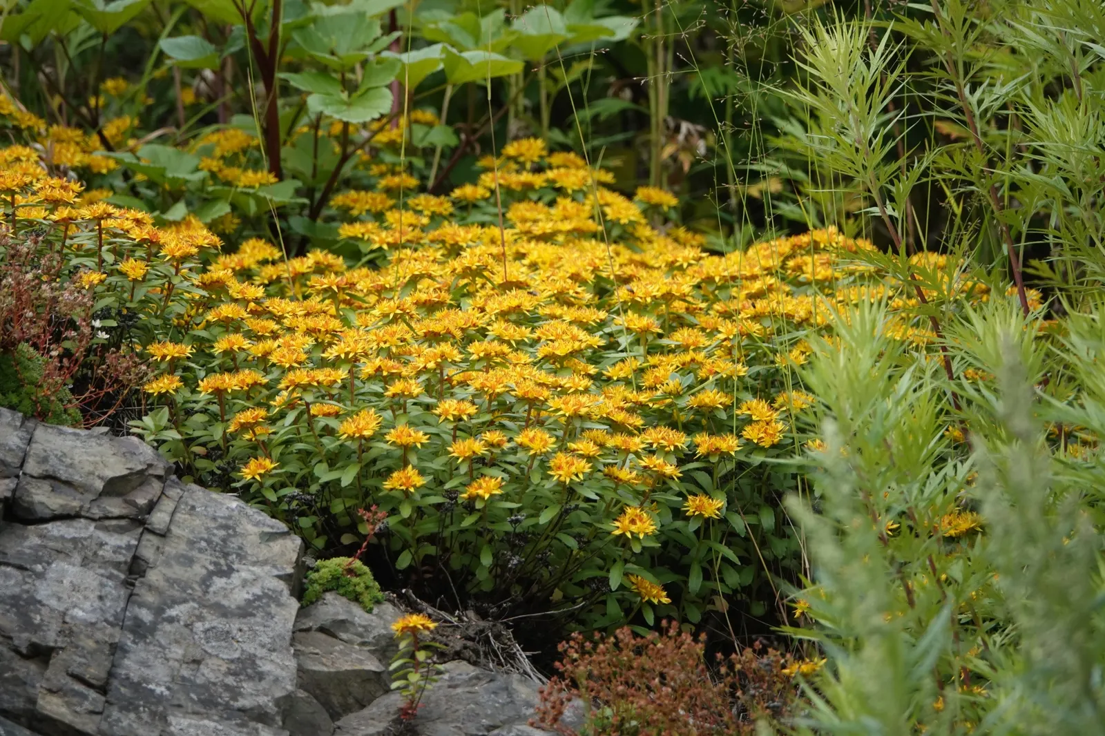 Orange Stonecrop (Sedum Nussbaumerianum) — orange-coral foliage that adds a splash of warm color to any garden design; making it perfect for rock gardens
