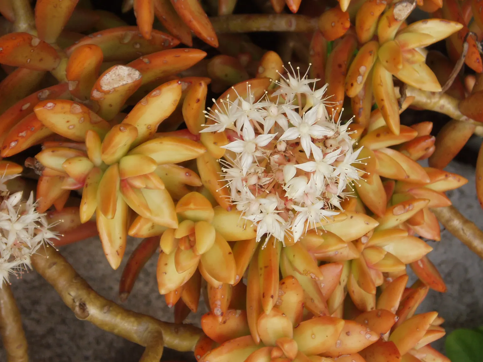 Orange Stonecrop (Sedum Nussbaumerianum) — transitioning from green to bright orange