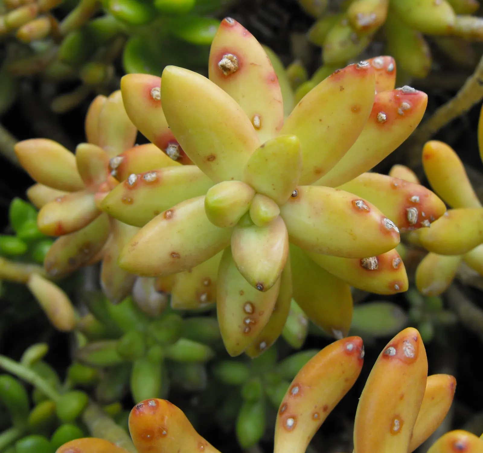 Orange Stonecrop (Sedum Nussbaumerianum) — It blooms petite, star-shaped white flowers in late winter to early spring
