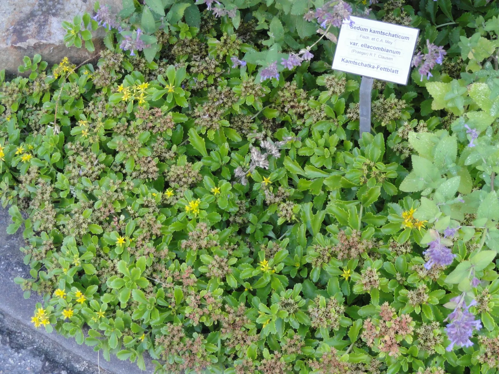 Orange Stonecrop (Sedum Nussbaumerianum) — This low-growing plant reaches a height of 8 inches with a spread of up to 24 inches; orange Stonecrop, image 76