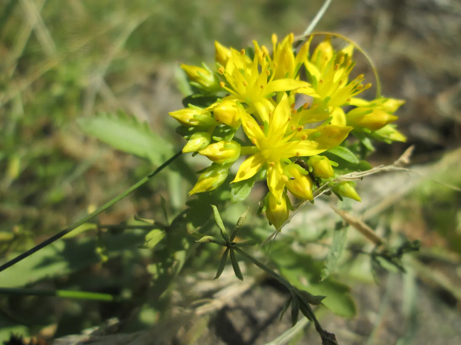 Orange Stonecrop (Sedum Nussbaumerianum) — it produces clusters of small white to pale yellow star-shaped flowers on upright stems