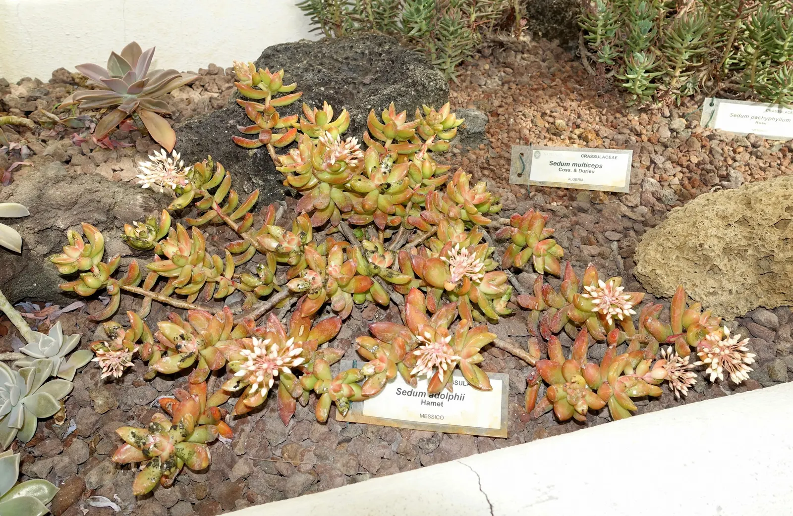 Orange Stonecrop (Sedum Nussbaumerianum) — evergreen perennial succulent; pointed leaves are arranged in rosettes, image 98