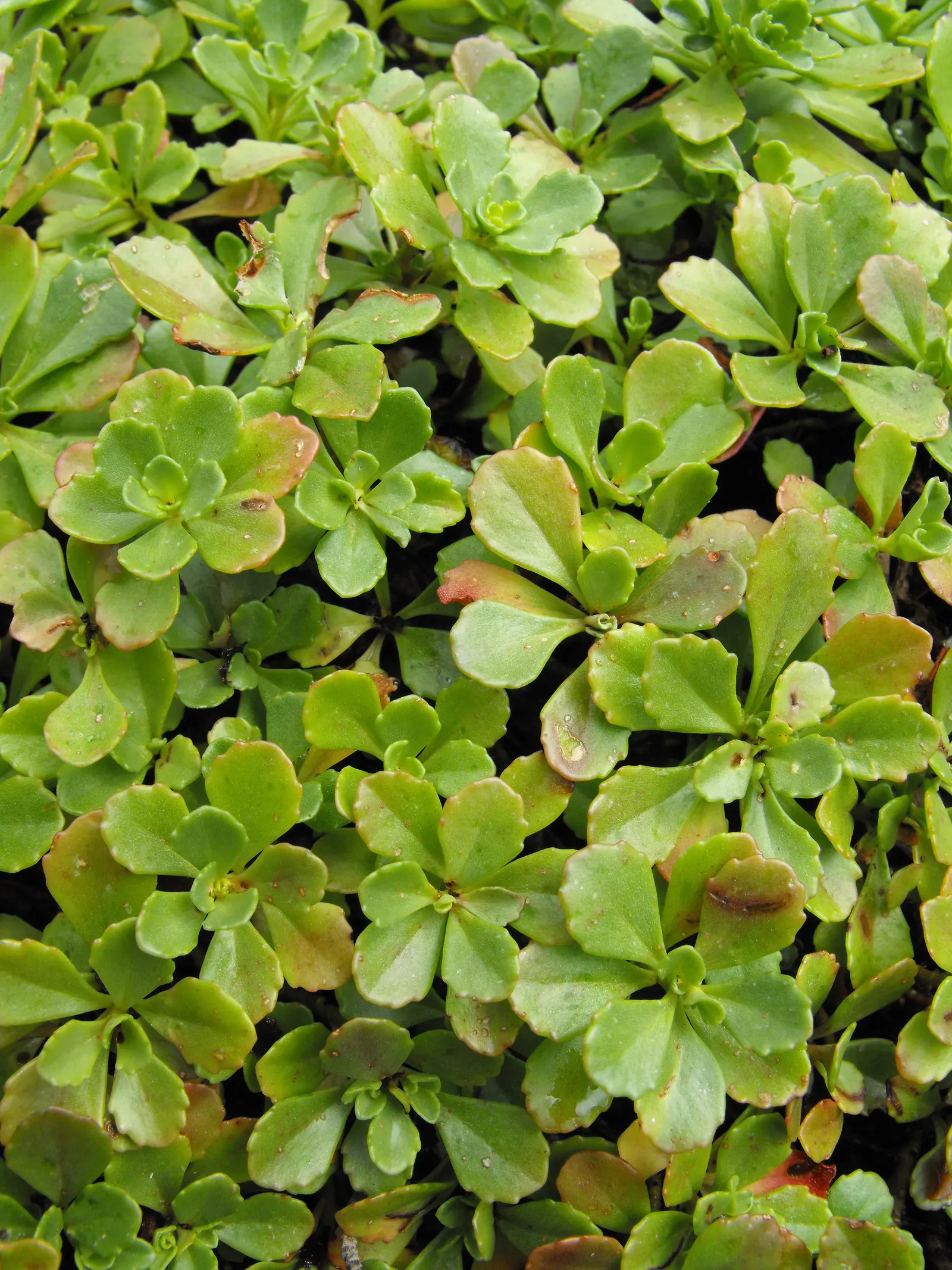 Orange Stonecrop (Sedum Nussbaumerianum) — where its trailing habit can be showcased.<br><br>When incorporating Orange Stonecrop in landscape, image 90