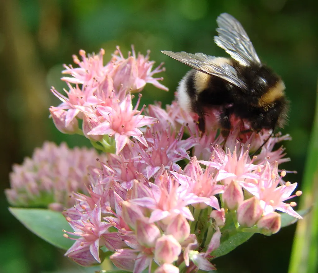 Orange Stonecrop (Sedum Nussbaumerianum) — Sedum nussbaumerianum is hardy in USDA zones 9 to 11 and does well in rock gardens; transitioning from, image 88