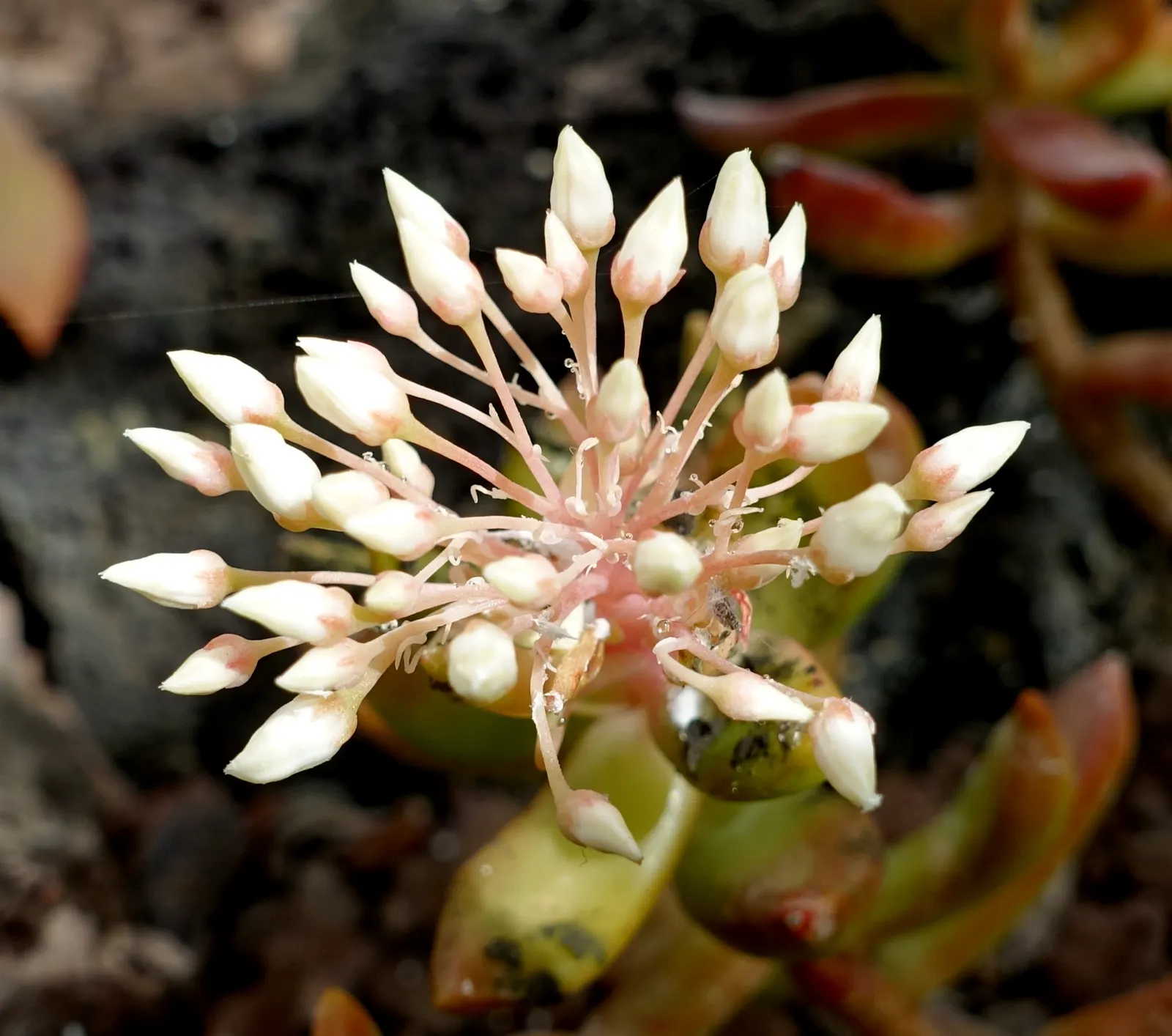 Orange Stonecrop (Sedum Nussbaumerianum) — ground cover / succulent with red and yellow blooms; it produces clusters of small white to pale yellow, image 95