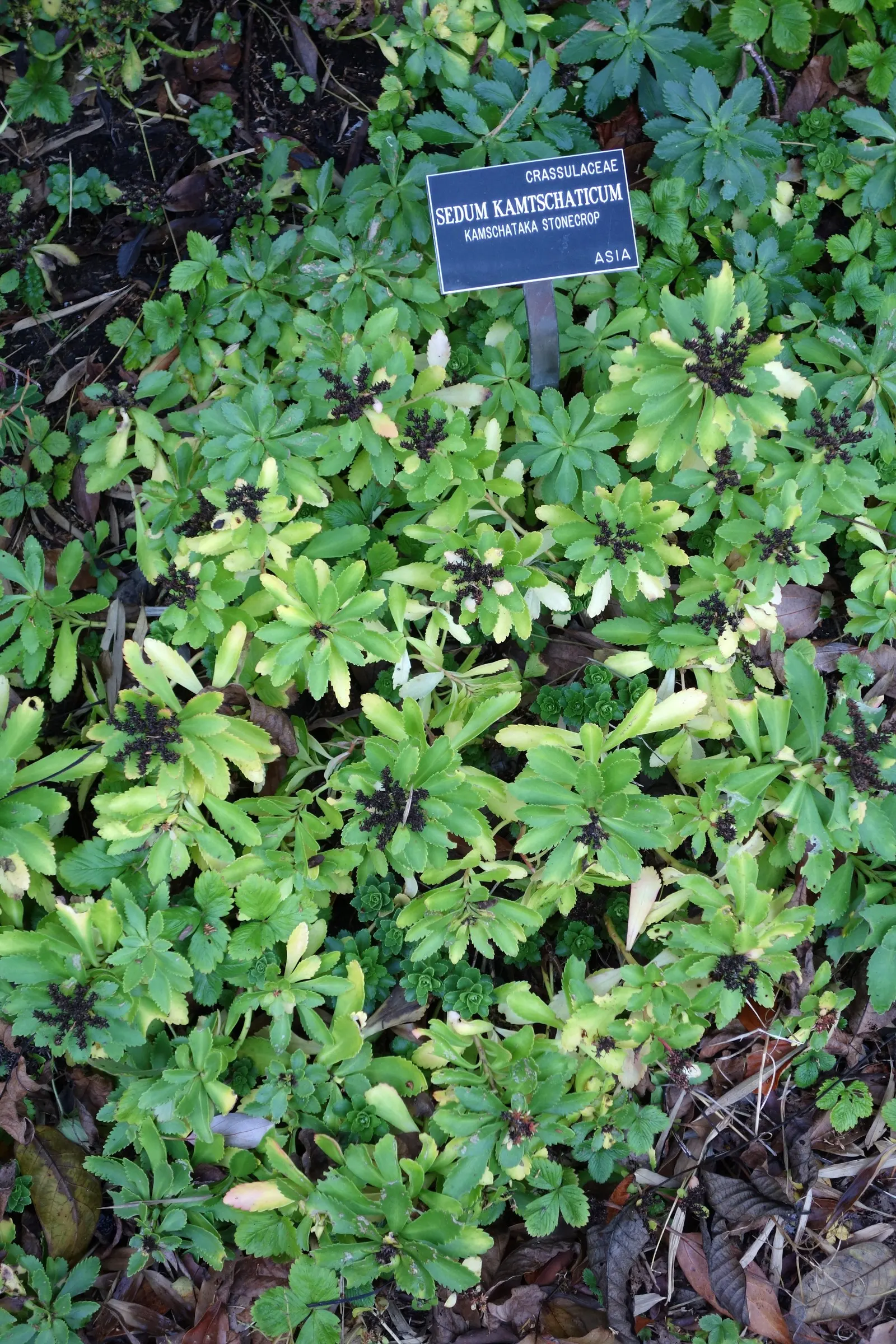 Orange Stonecrop (Sedum Nussbaumerianum) — It features fleshy, pointed leaves that transition from green to copper-orange under full sun; where its, image 99