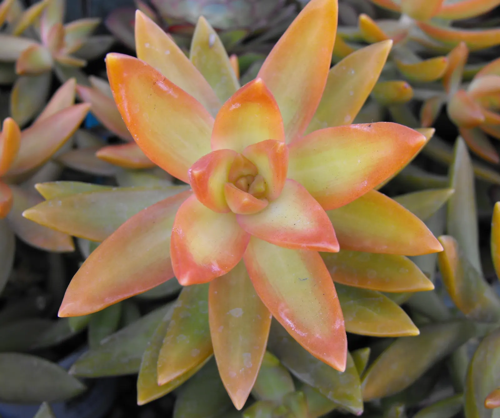 Orange Stonecrop (Sedum Nussbaumerianum) — which intensify in hue when exposed to full sun; this evergreen perennial is part of the Crassulaceae, image 84