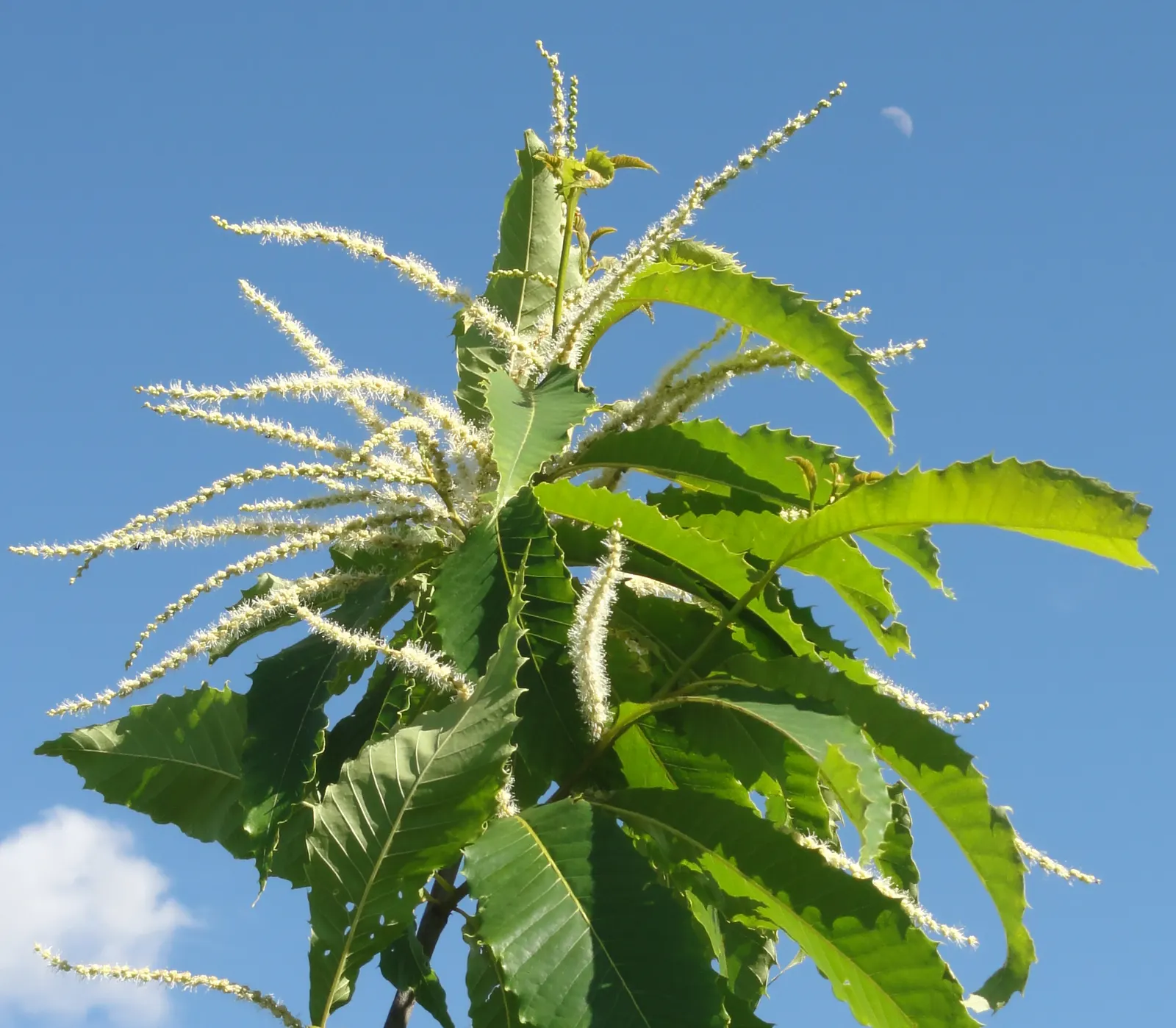 American Chestnut (Castanea Dentata) — acidic soils and thrives in full sunlight; towers up to 100 ft with a broad crown