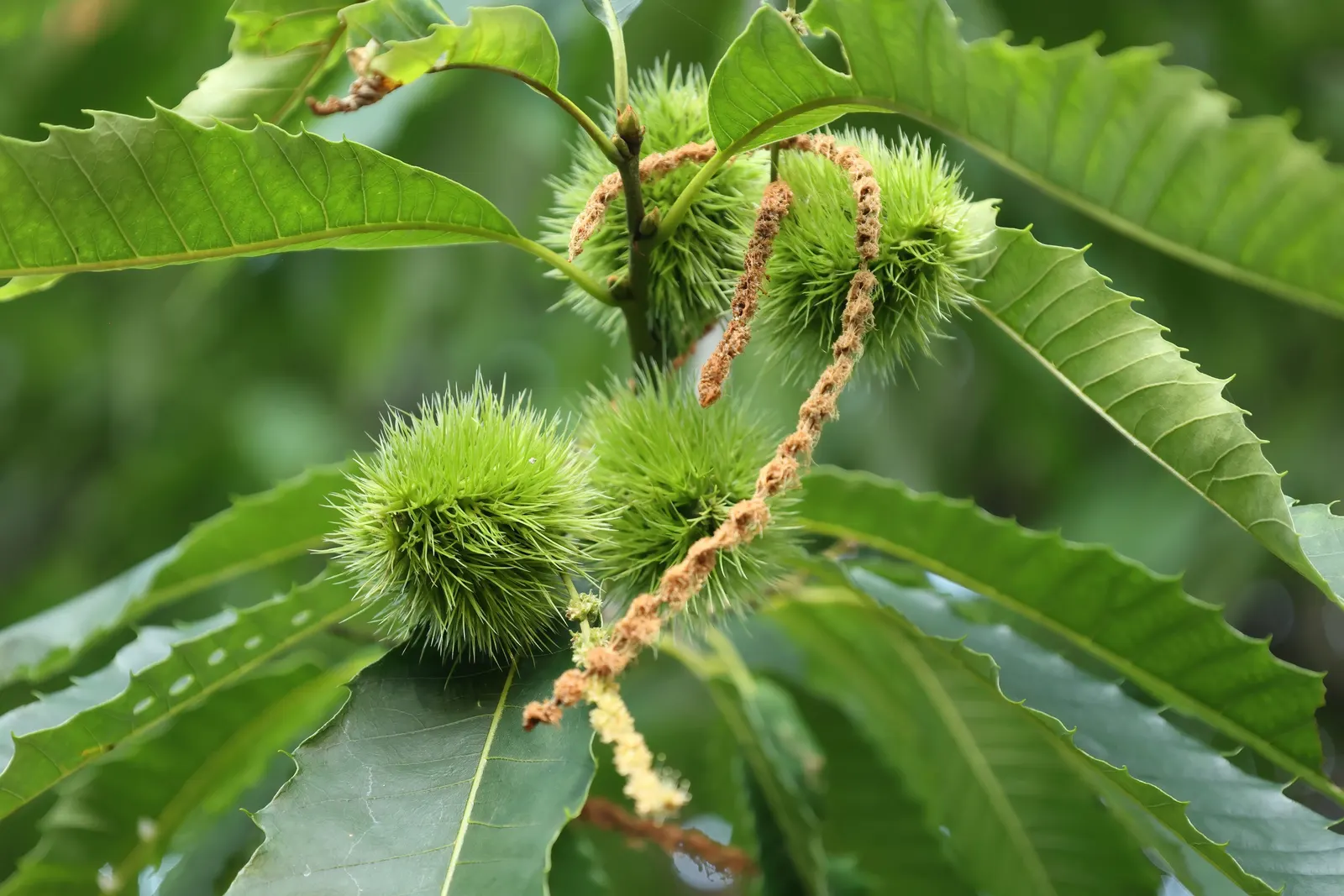 American Chestnut (Castanea Dentata) — this fast-growing tree features oblong