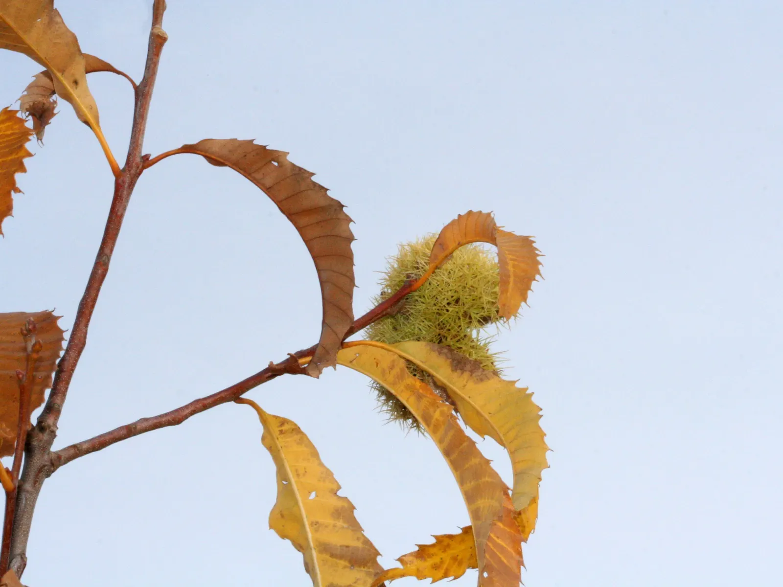 American Chestnut (Castanea Dentata) — towers up to 100 ft with a broad crown