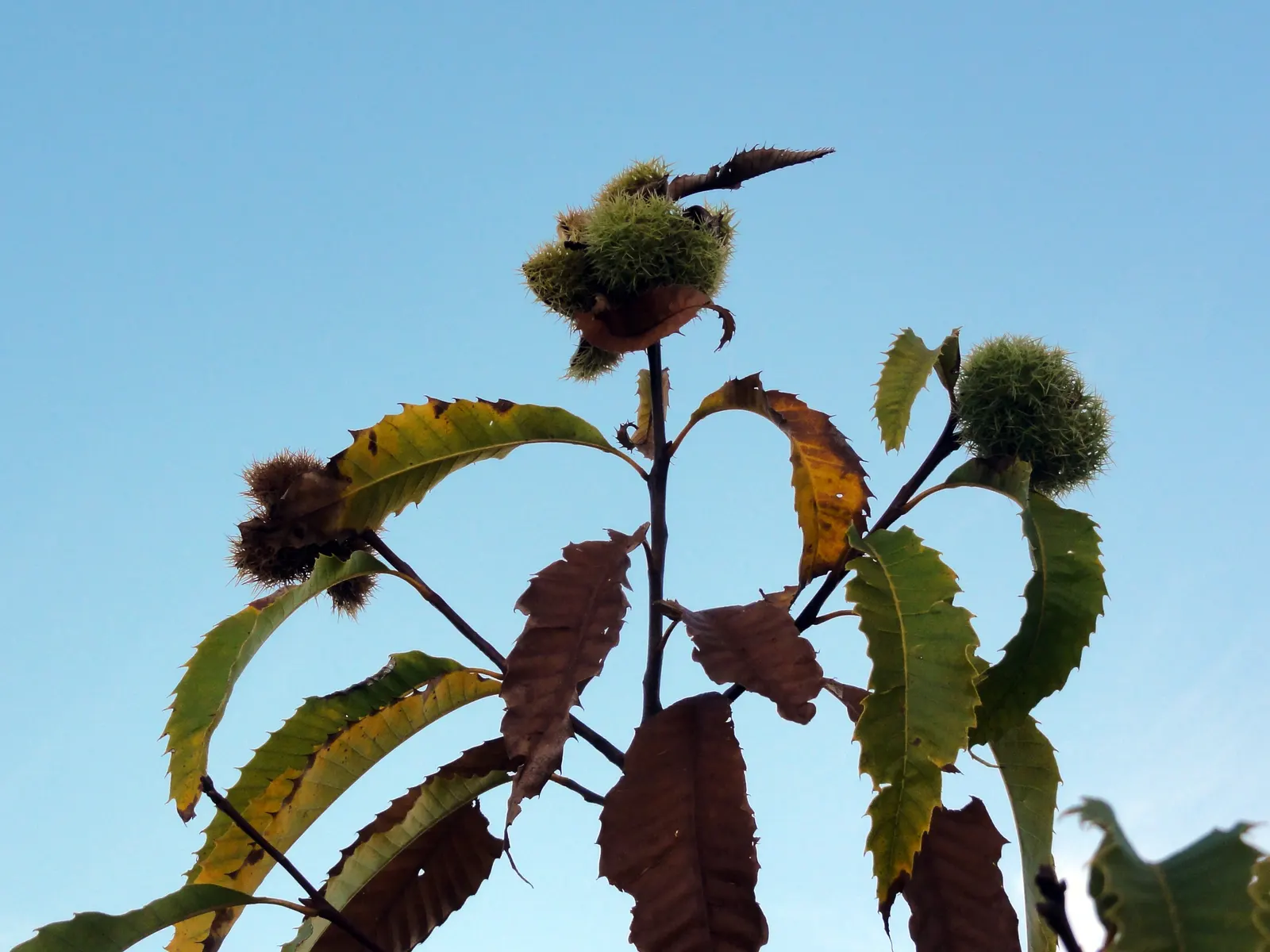 American Chestnut (Castanea Dentata) — but are also an important source of nectar for native bees