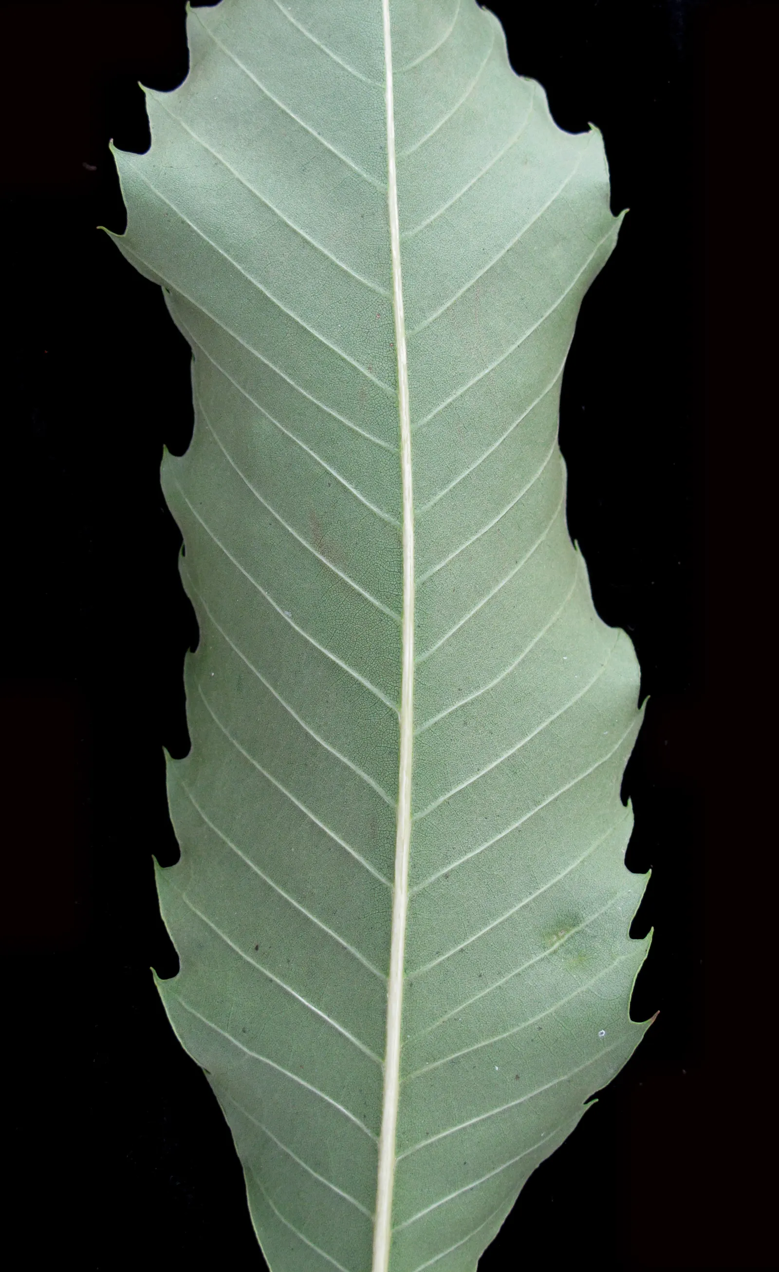 American Chestnut (Castanea Dentata) — Thriving in well-drained soils across USDA zones 4-8