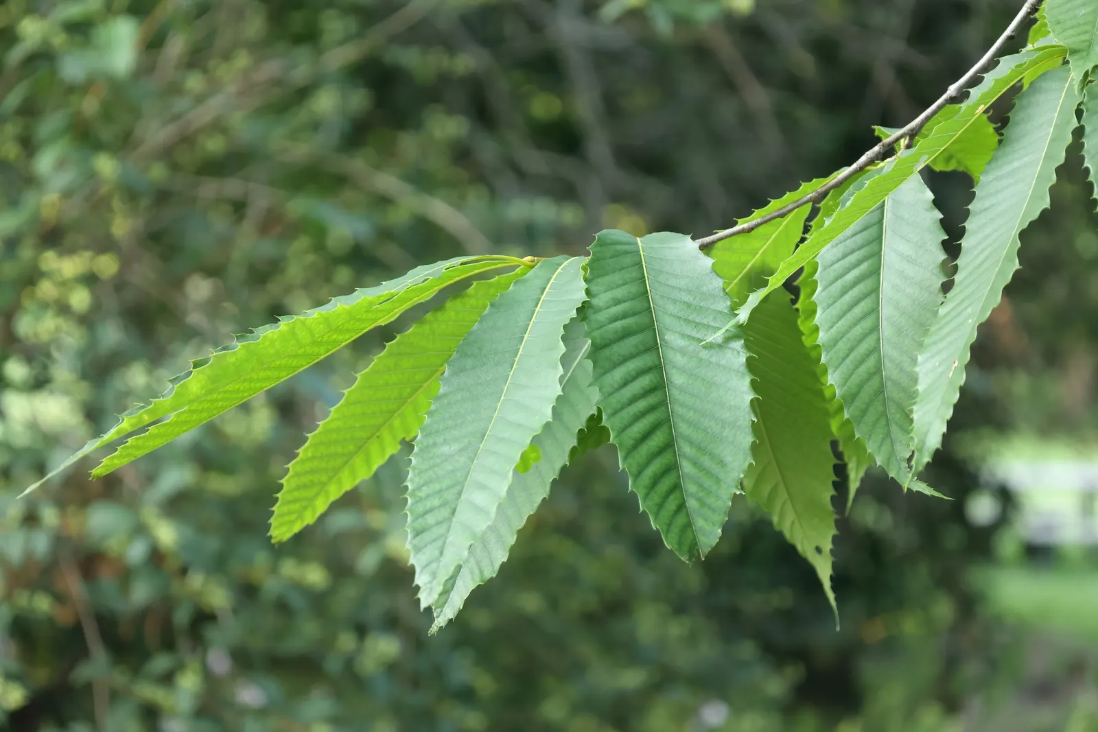 American Chestnut (Castanea Dentata) — creamy-yellow catkins that are not only visually appealing
