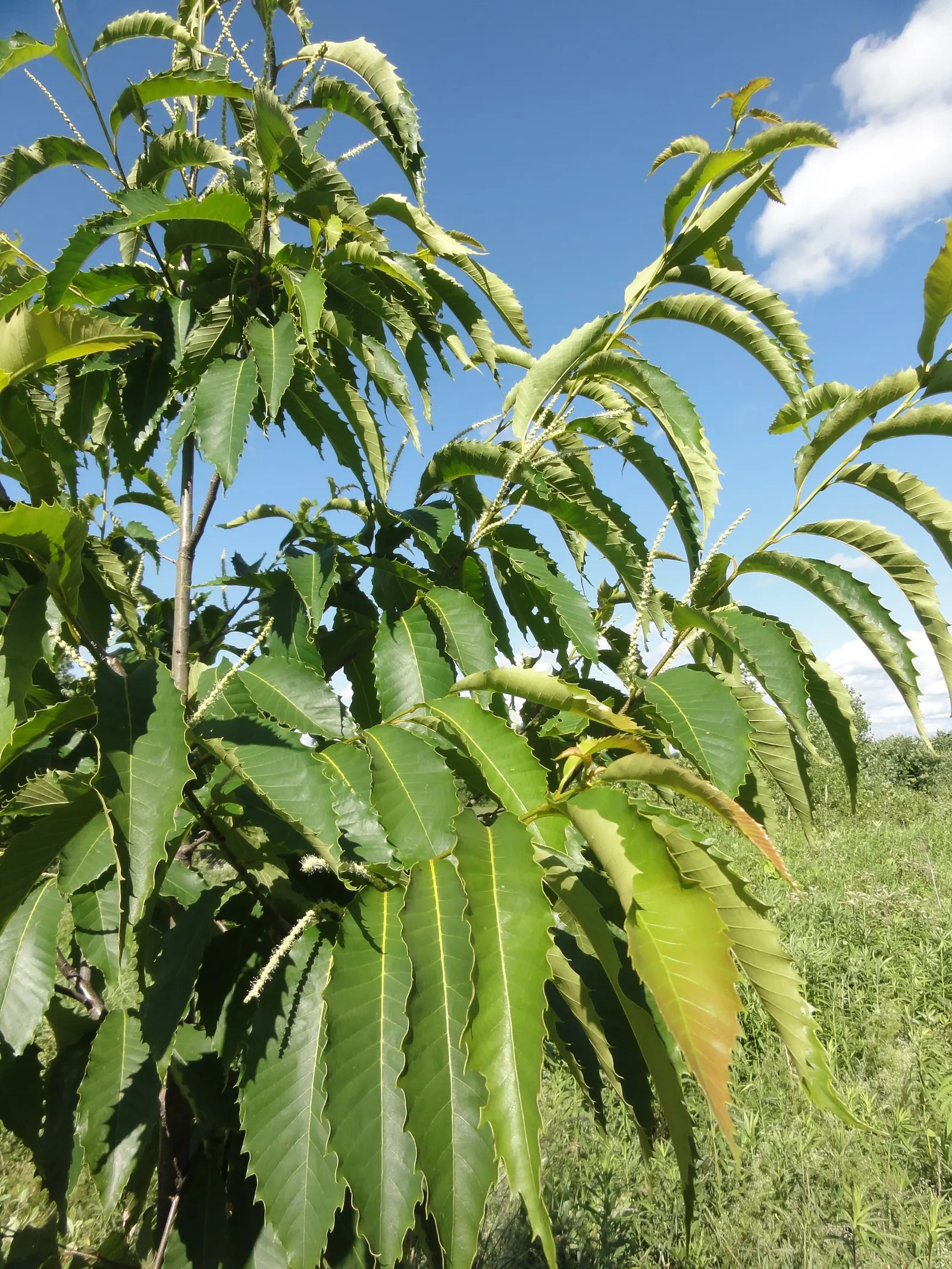 American Chestnut (Castanea Dentata) — toothed leaves and produces spiny burs enclosing edible nuts
