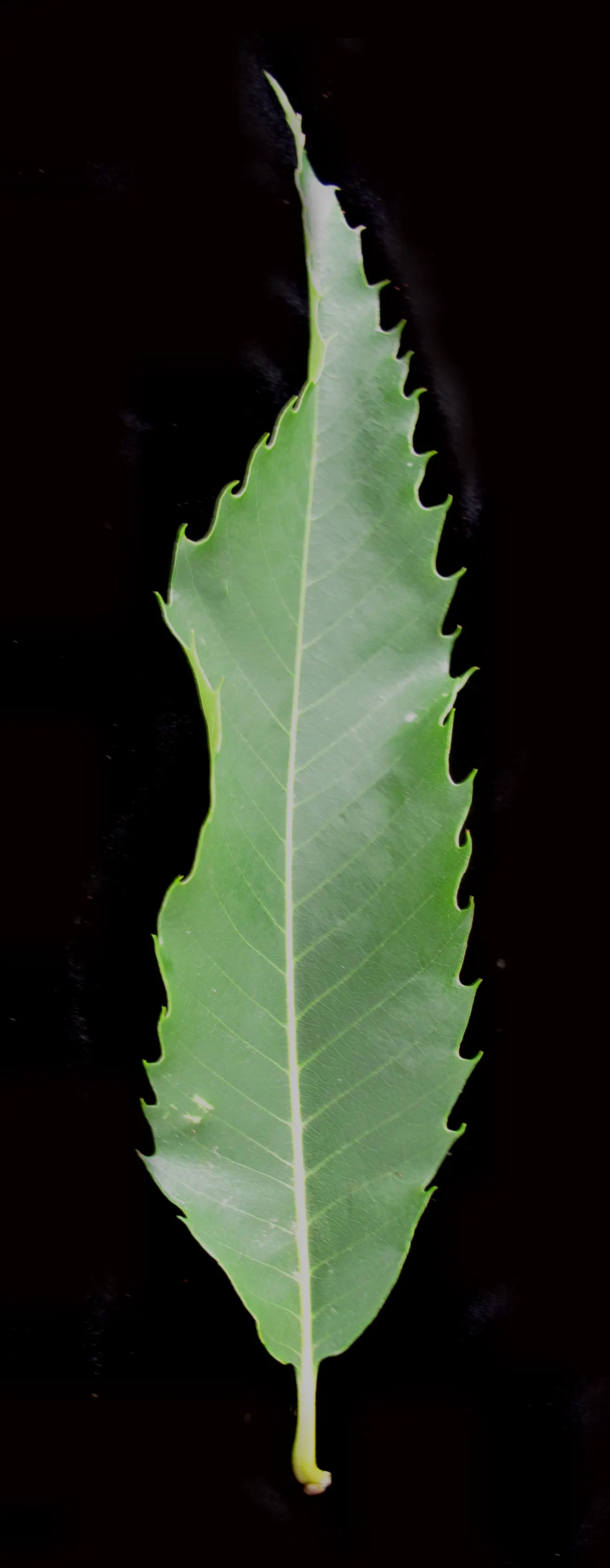 American Chestnut (Castanea Dentata) — Thriving in well-drained soils across USDA zones 4-8; which are about 5 to 8 inches long