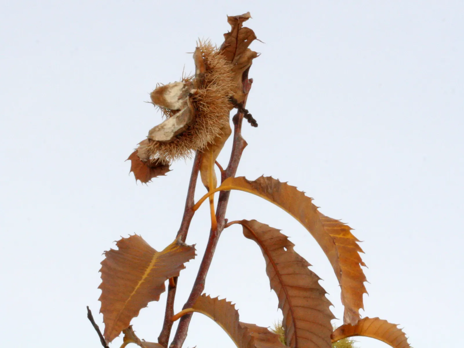 American Chestnut (Castanea Dentata) — making it a suitable choice for larger landscapes that can accommodate its size