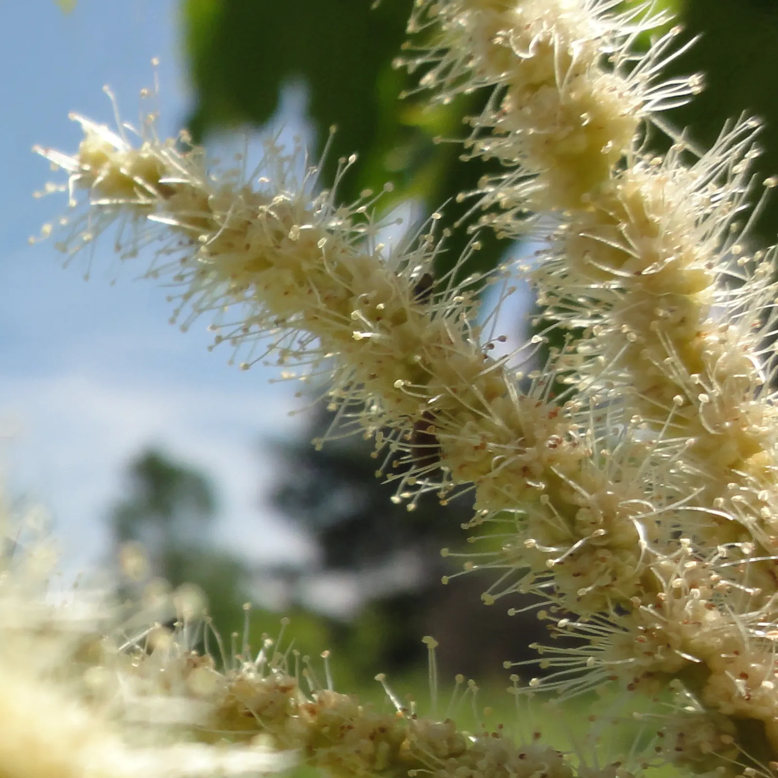 American Chestnut (Castanea Dentata) — giving hope that this iconic species can regain its rightful place in the United States' woodlands; tragically reduced