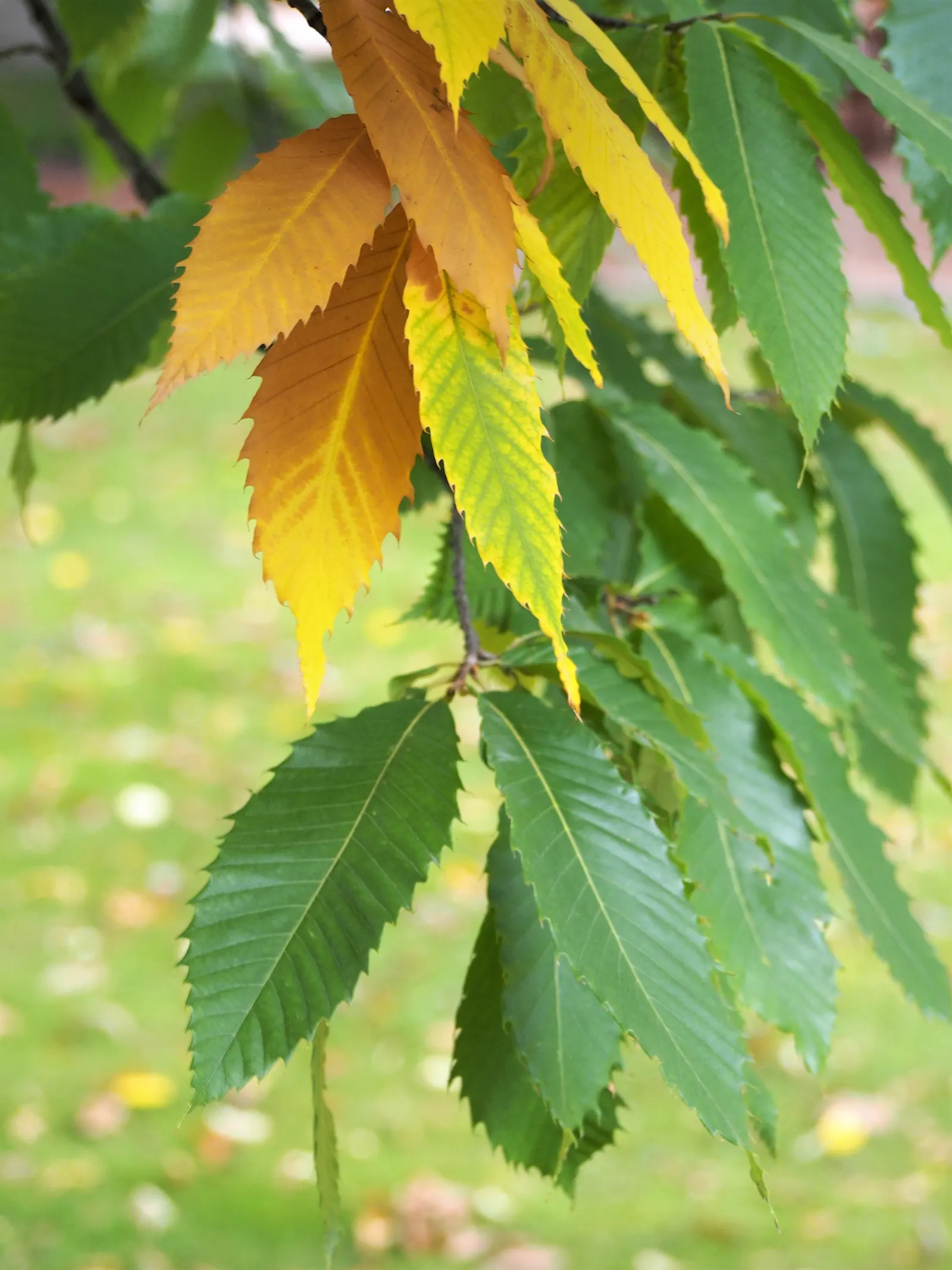 American Chestnut (Castanea Dentata) — towers up to 100 ft with a broad crown; providing generous shade.<br><br>Its deeply furrowed bark and oblong, image 56
