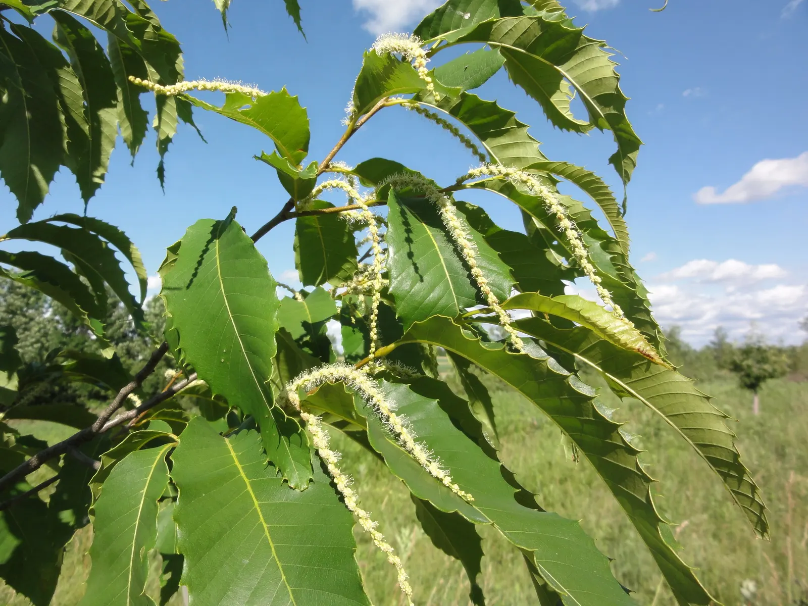 American Chestnut (Castanea Dentata) — tree with white and yellow blooms