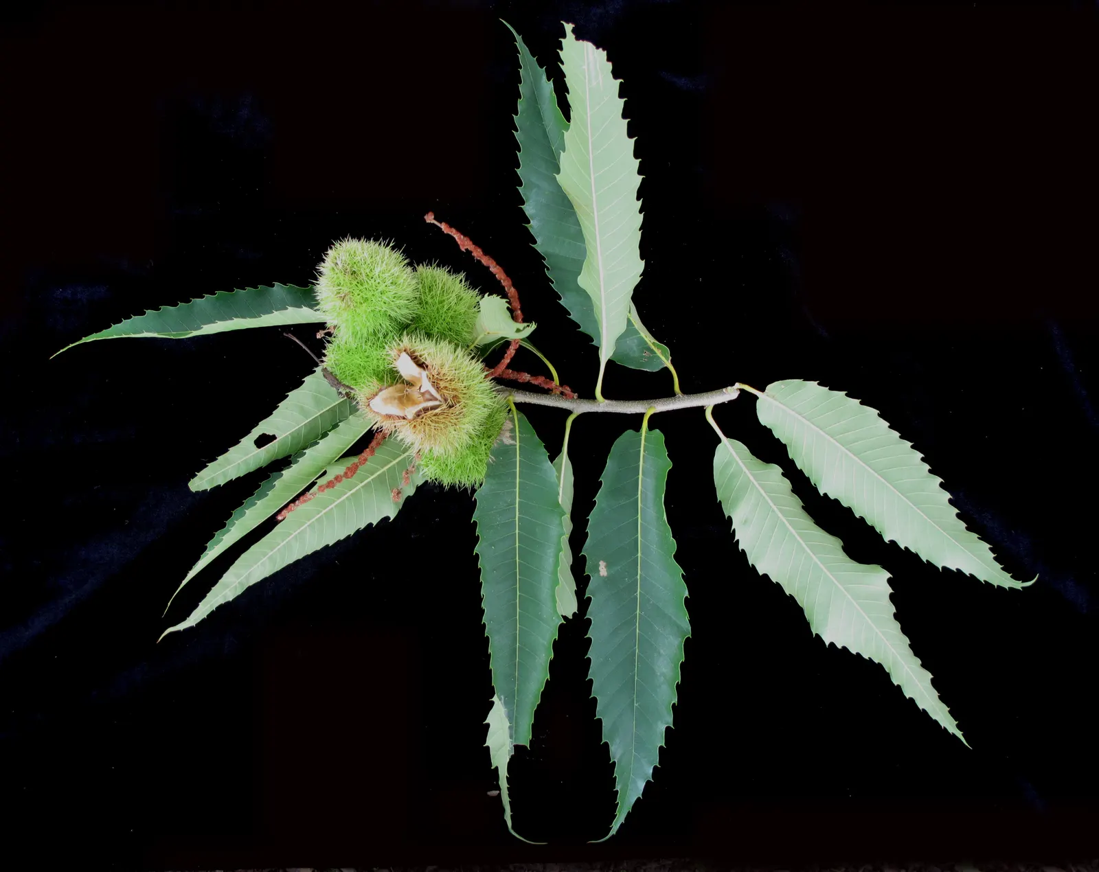 American Chestnut (Castanea Dentata) — creamy-yellow catkins that are not only visually appealing; once a dominant hardwood in eastern forests