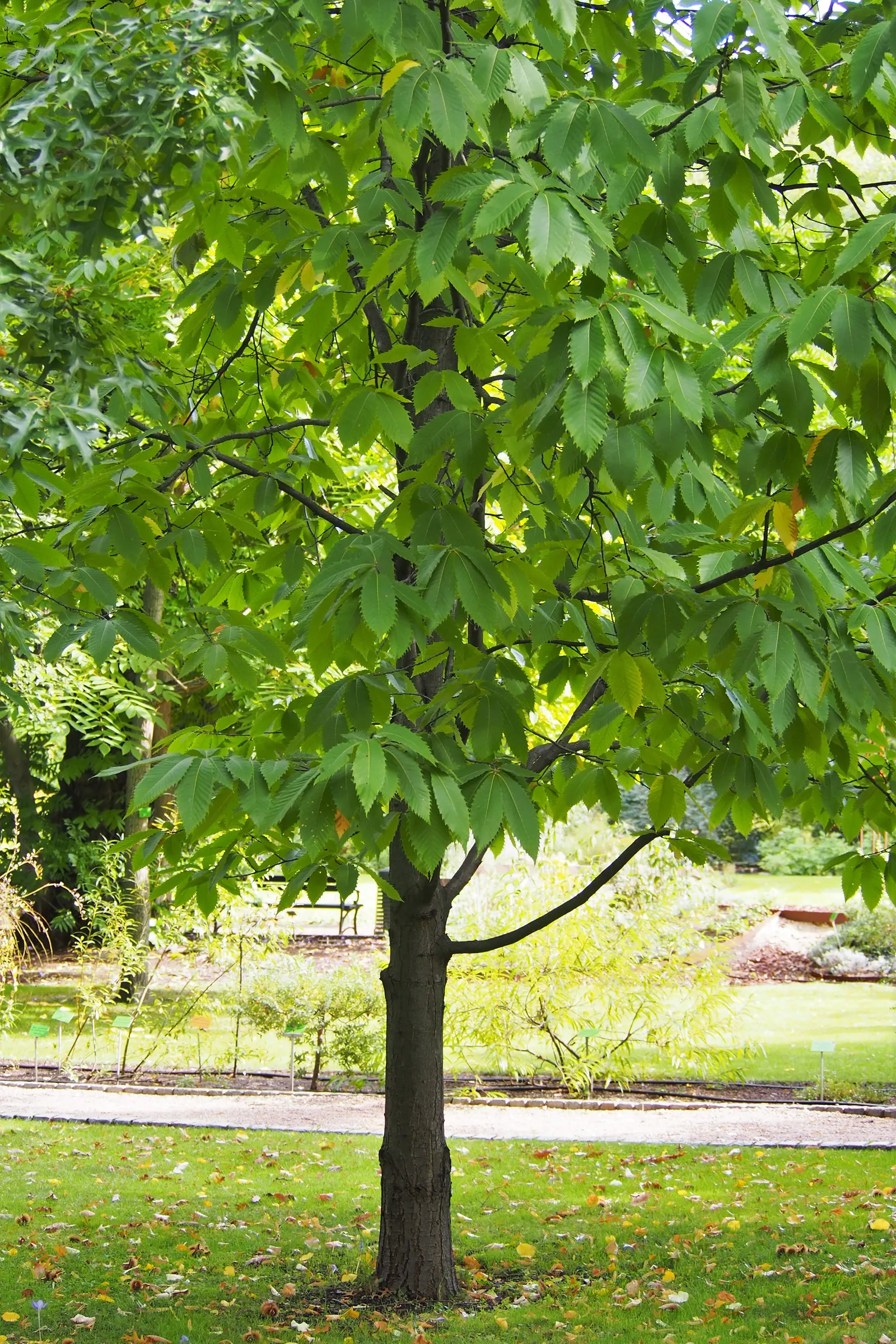American Chestnut (Castanea Dentata) — These leaves turn a rich yellow-brown in fall, image 41