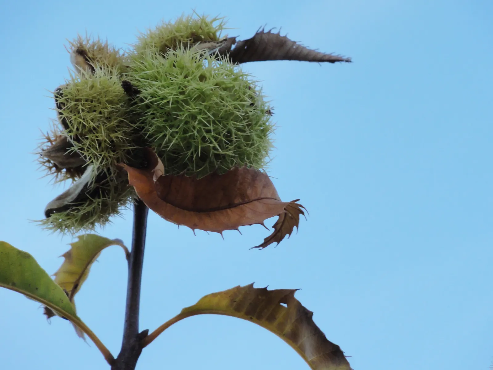 American Chestnut (Castanea Dentata) — The American Chestnut's extensive branch structure typically begins about 20 feet above ground
