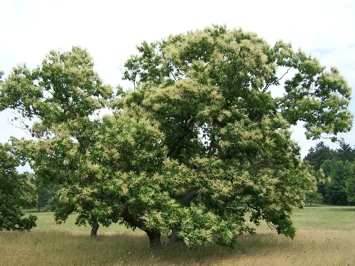 American Chestnut (Castanea Dentata) — Tragically reduced by blight; by late summer, the tree produces its notable spiny burs, each containing two to three
