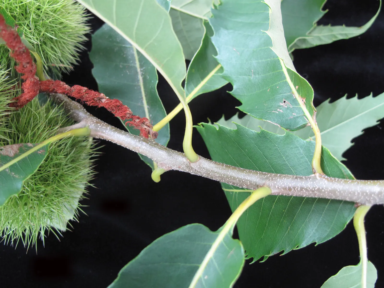 American Chestnut (Castanea Dentata) — making it a suitable choice for larger landscapes that can accommodate its size; an adult tree can reach between 70 to