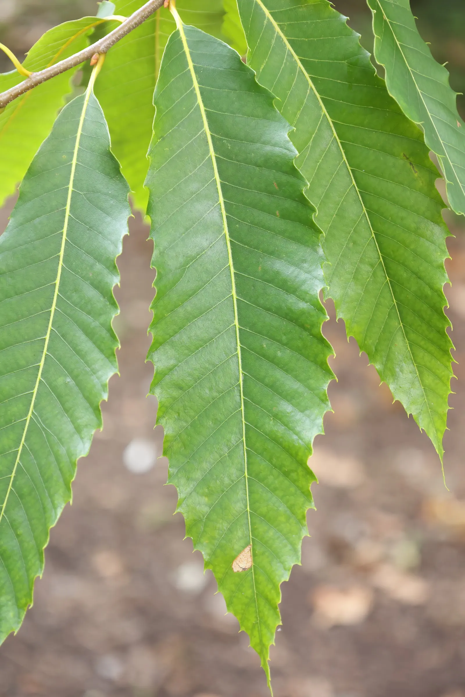 American Chestnut (Castanea Dentata) — providing generous shade.<br><br>Its deeply furrowed bark and oblong