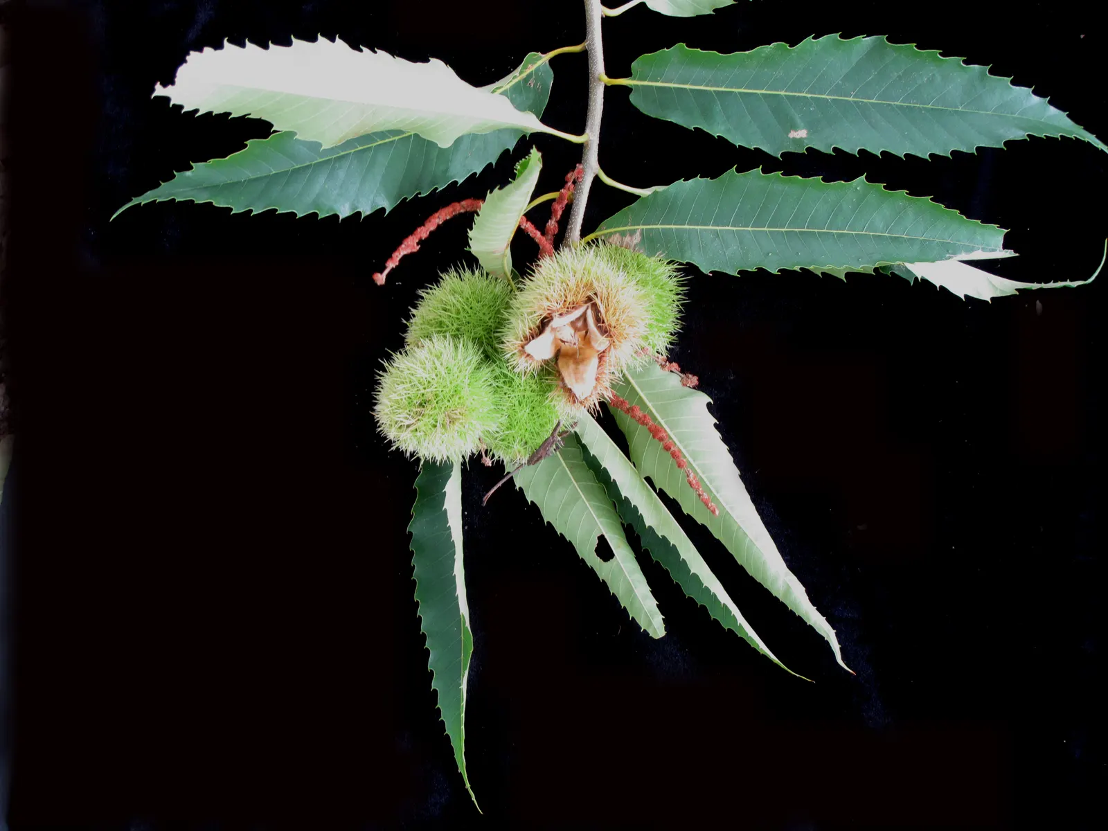 American Chestnut (Castanea Dentata) — white and yellow flowers in the garden