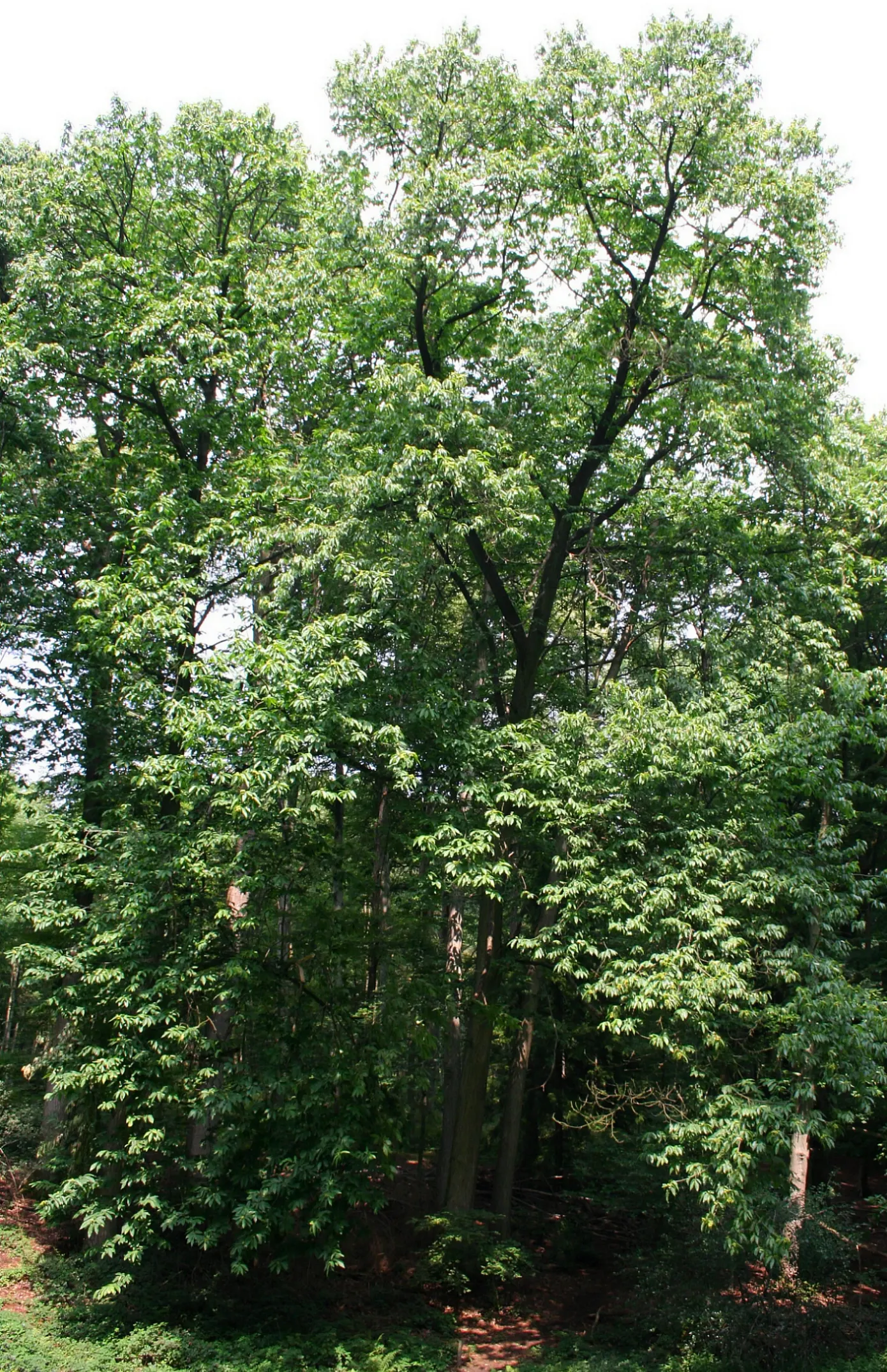 American Chestnut (Castanea Dentata) — adding seasonal interest to the landscape.<br><br>Spring brings forth long