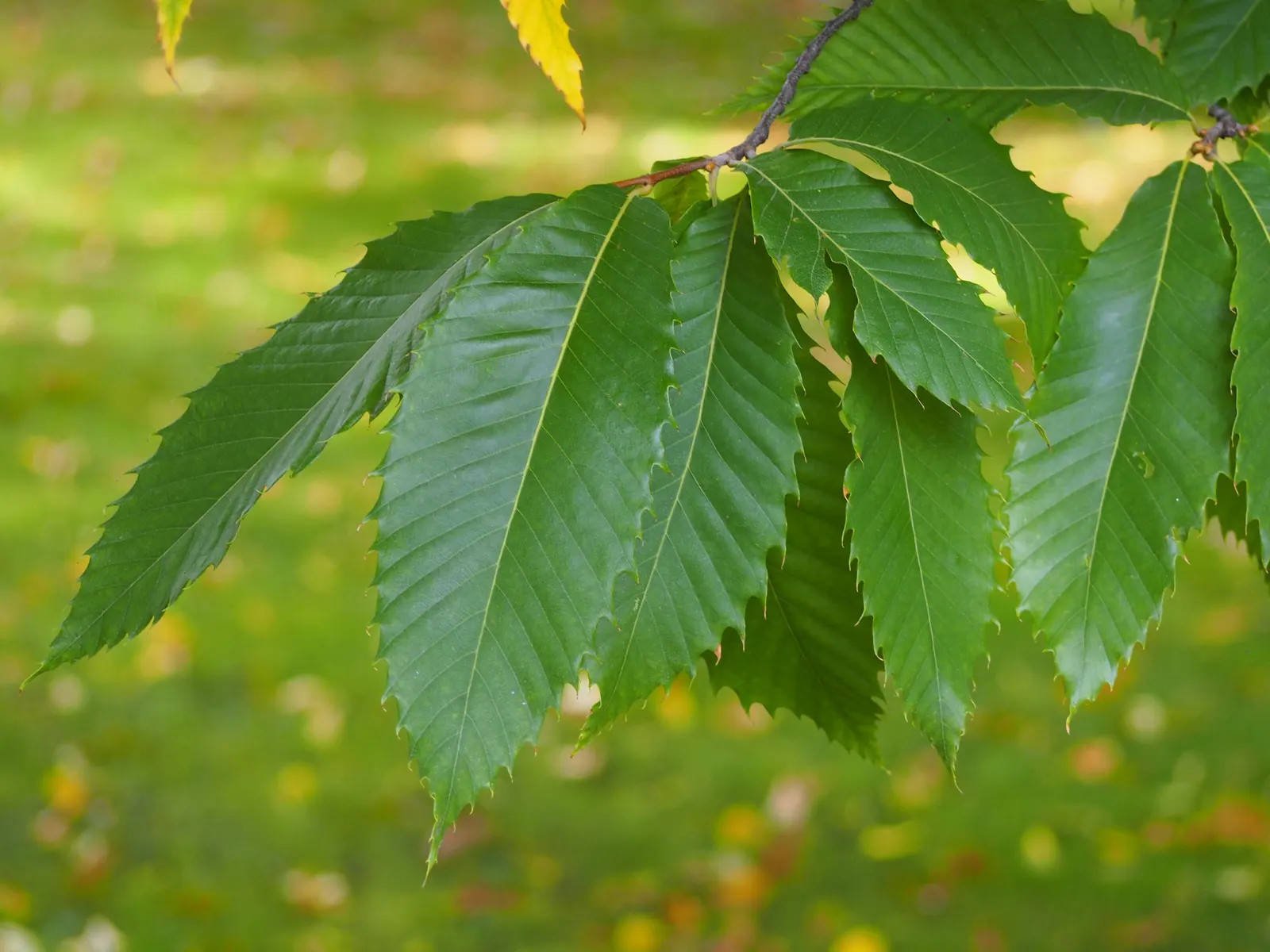 American Chestnut (Castanea Dentata) — toothed leaves and produces spiny burs enclosing edible nuts, image 59