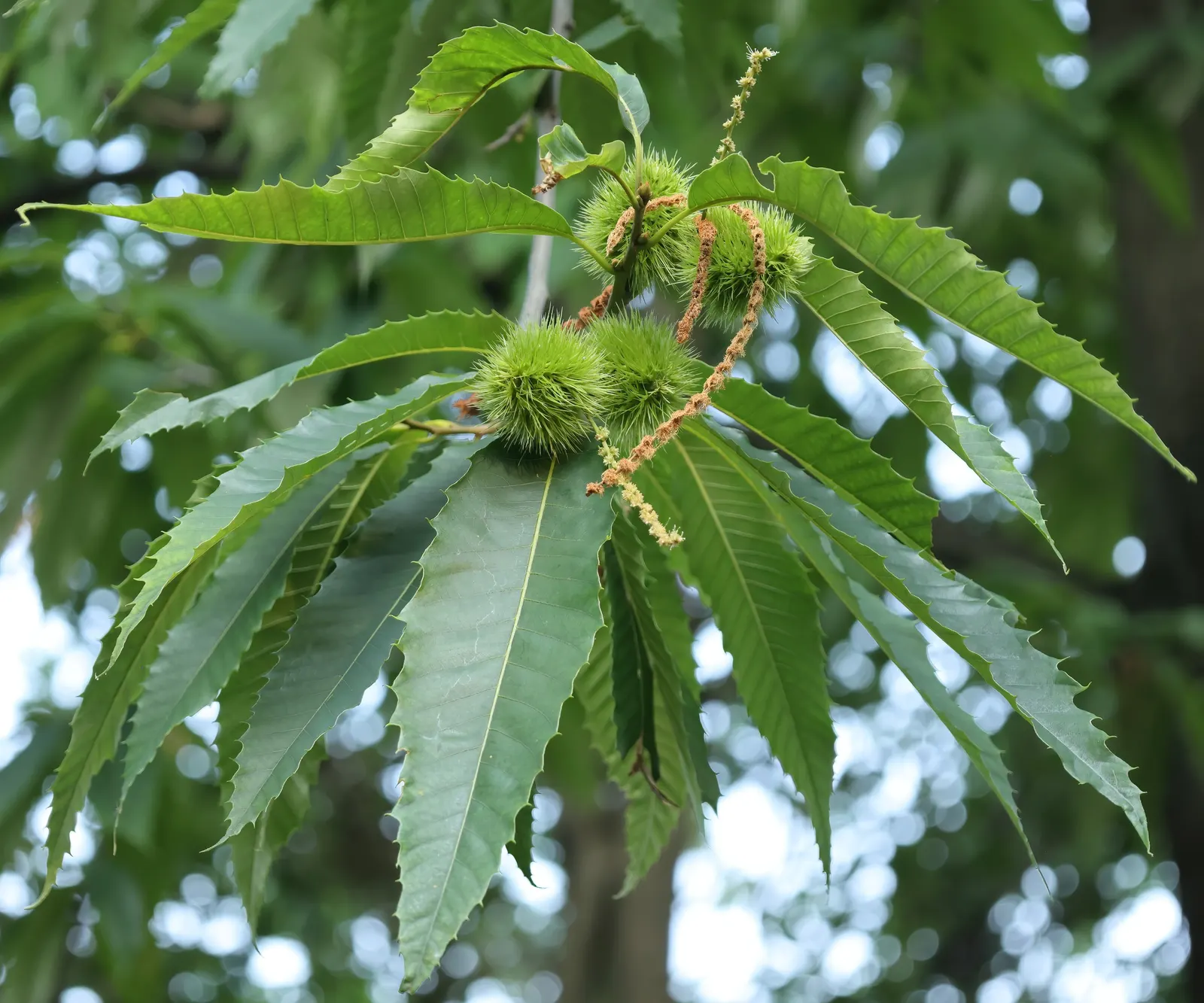 American Chestnut (Castanea Dentata) — By late summer, the tree produces its notable spiny burs, each containing two to three glossy, brown nuts