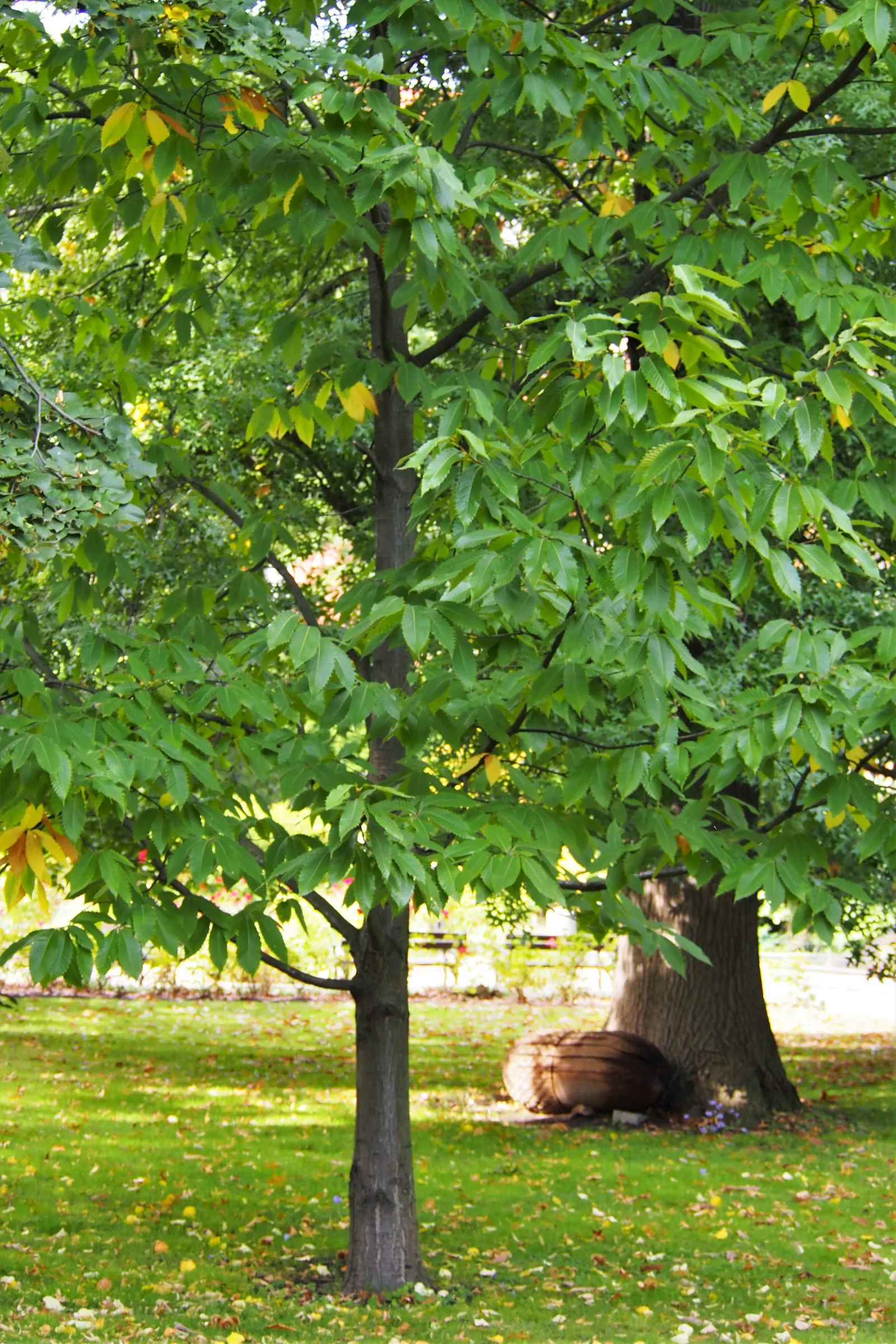 American Chestnut (Castanea Dentata) — By late summer, the tree produces its notable spiny burs, each containing two to three glossy, brown nuts; adding