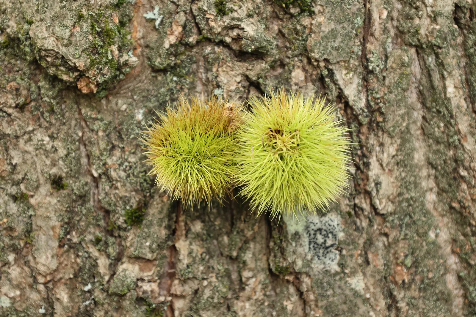 American Chestnut (Castanea Dentata) — once a dominant hardwood in eastern forests; this fast-growing tree features oblong, image 55