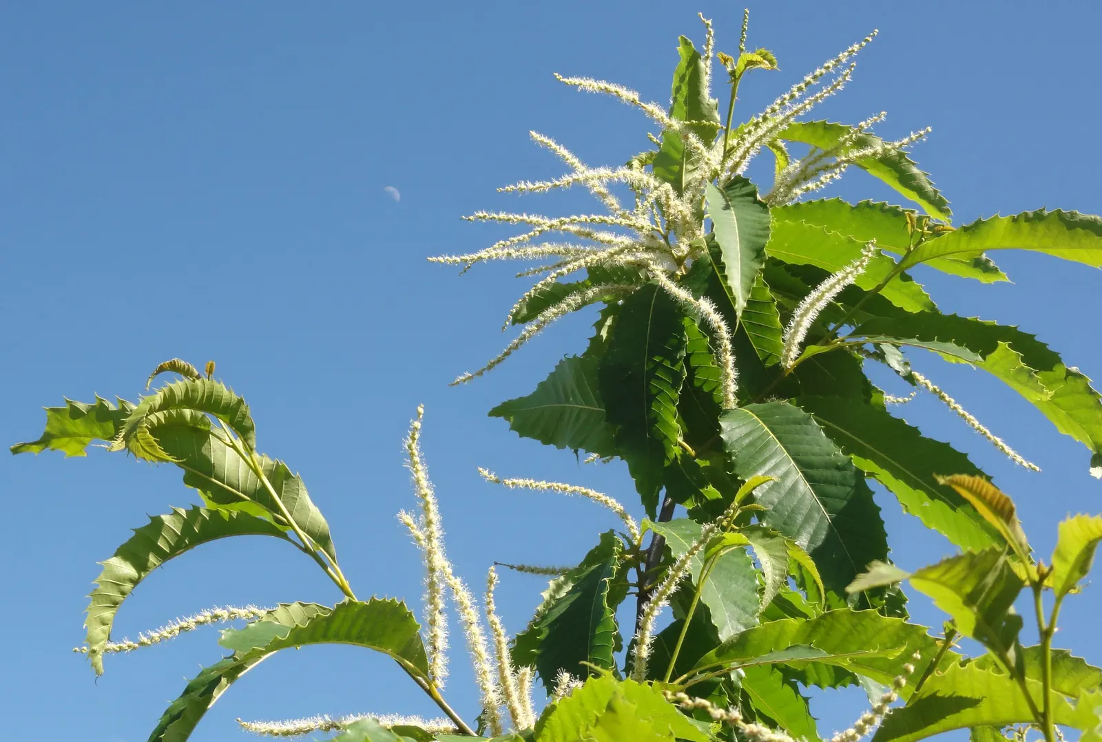 American Chestnut (Castanea Dentata) — but are also an important source of nectar for native bees; known for its towering height and broad canopy