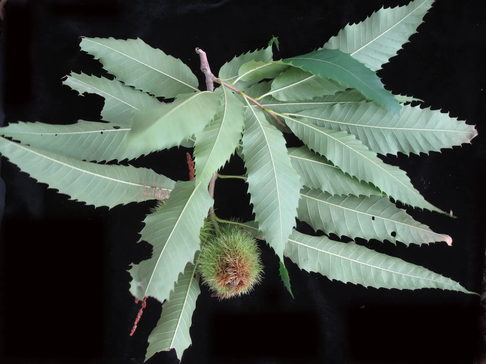 American Chestnut (Castanea Dentata) — adding seasonal interest to the landscape.<br><br>Spring brings forth long; making it a suitable choice for larger