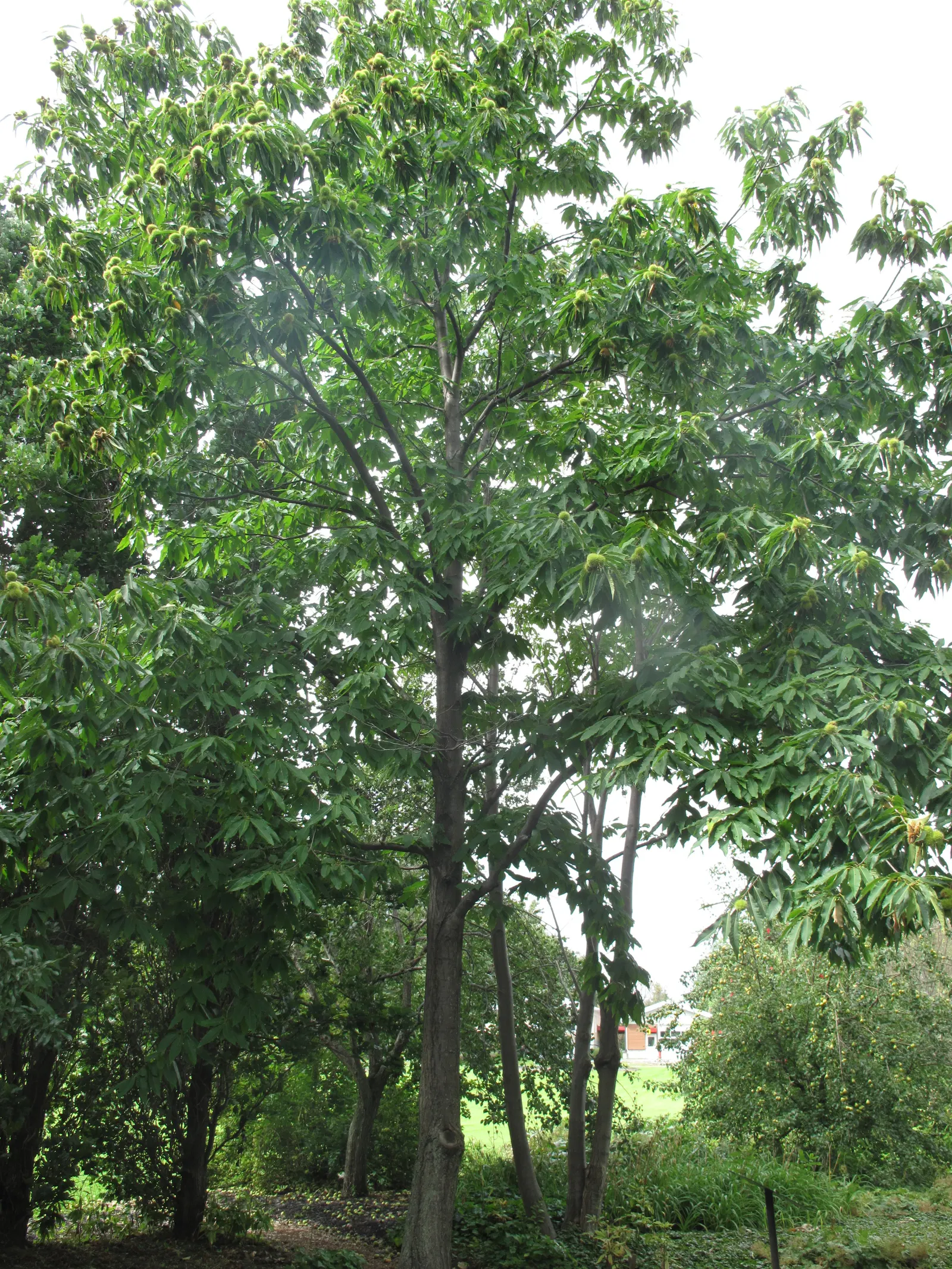 American Chestnut (Castanea Dentata) — white and yellow flowers in the garden; the American Chestnut's extensive branch structure typically begins about 20