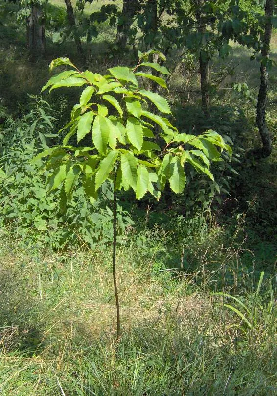 American Chestnut (Castanea Dentata) — giving hope that this iconic species can regain its rightful place in the United States' woodlands