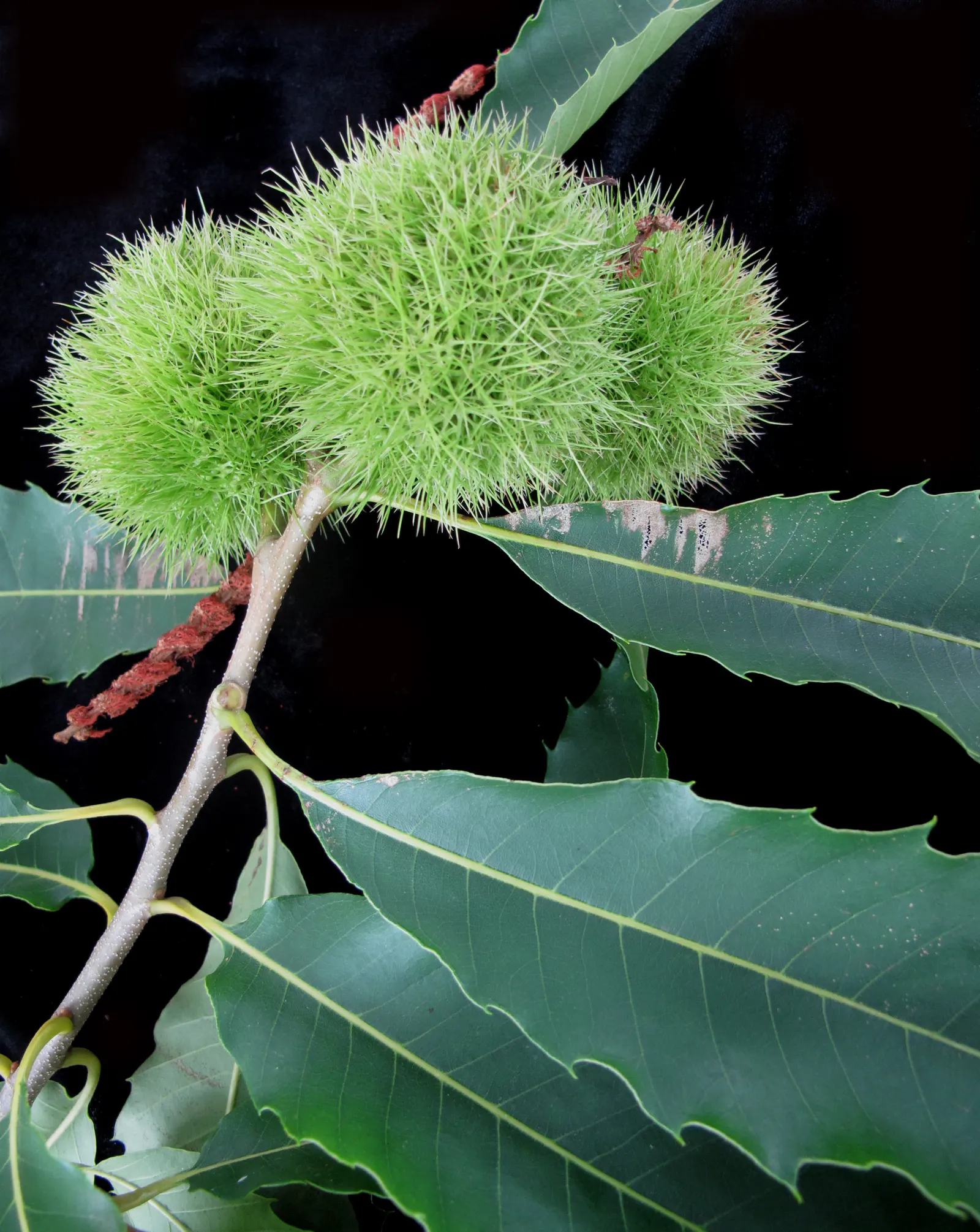 American Chestnut (Castanea Dentata) — Tragically reduced by blight