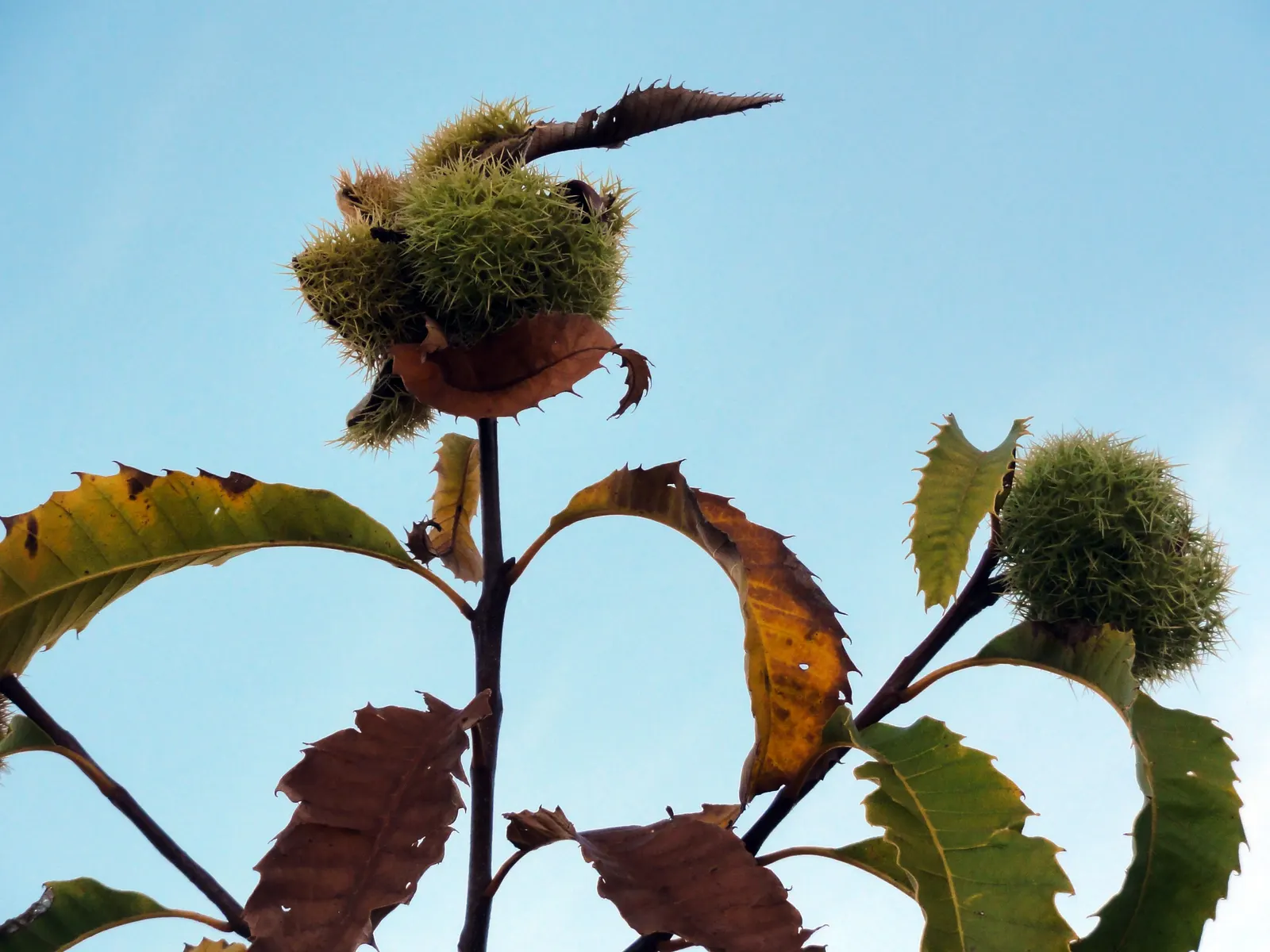 American Chestnut (Castanea Dentata) — which are about 5 to 8 inches long