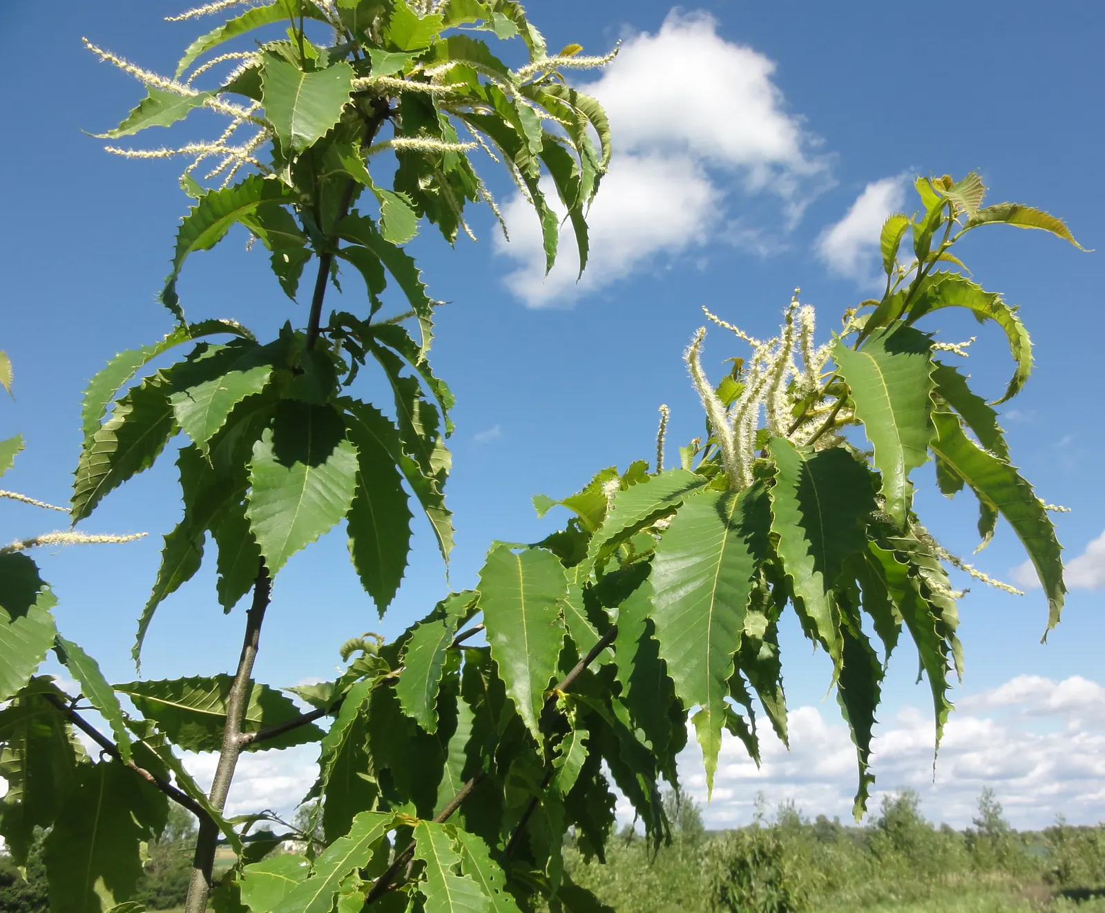 American Chestnut (Castanea Dentata) — are distinctive characteristics of Castanea dentata